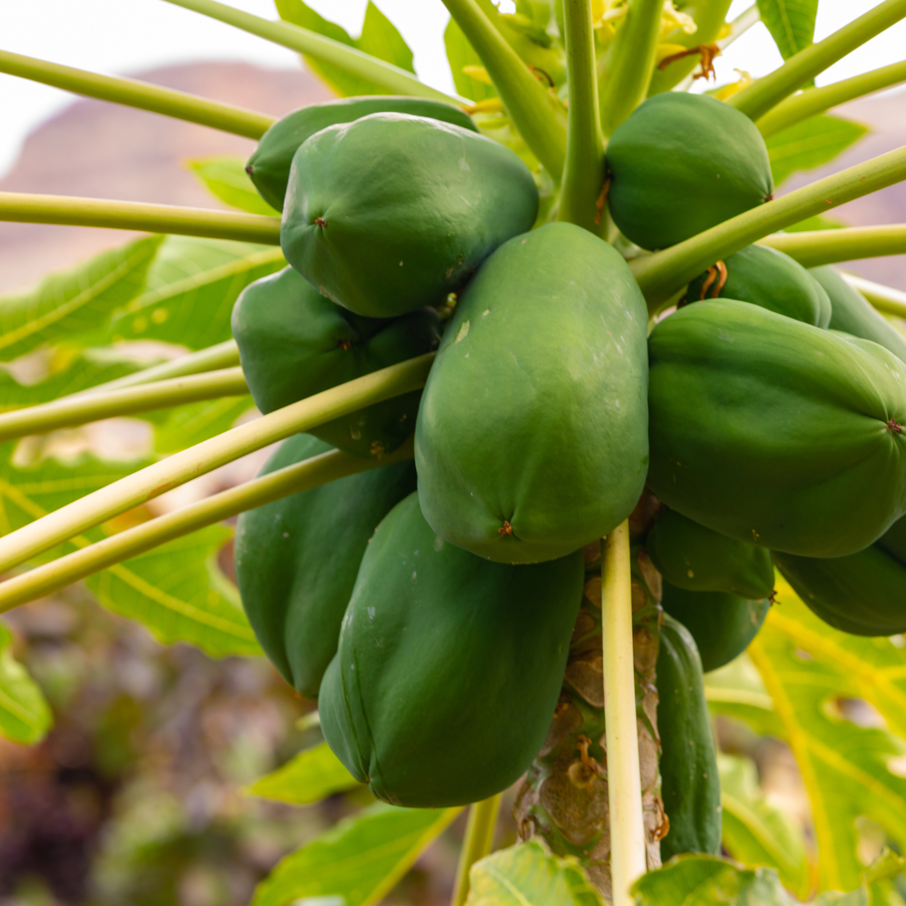 Petani Cerdas
