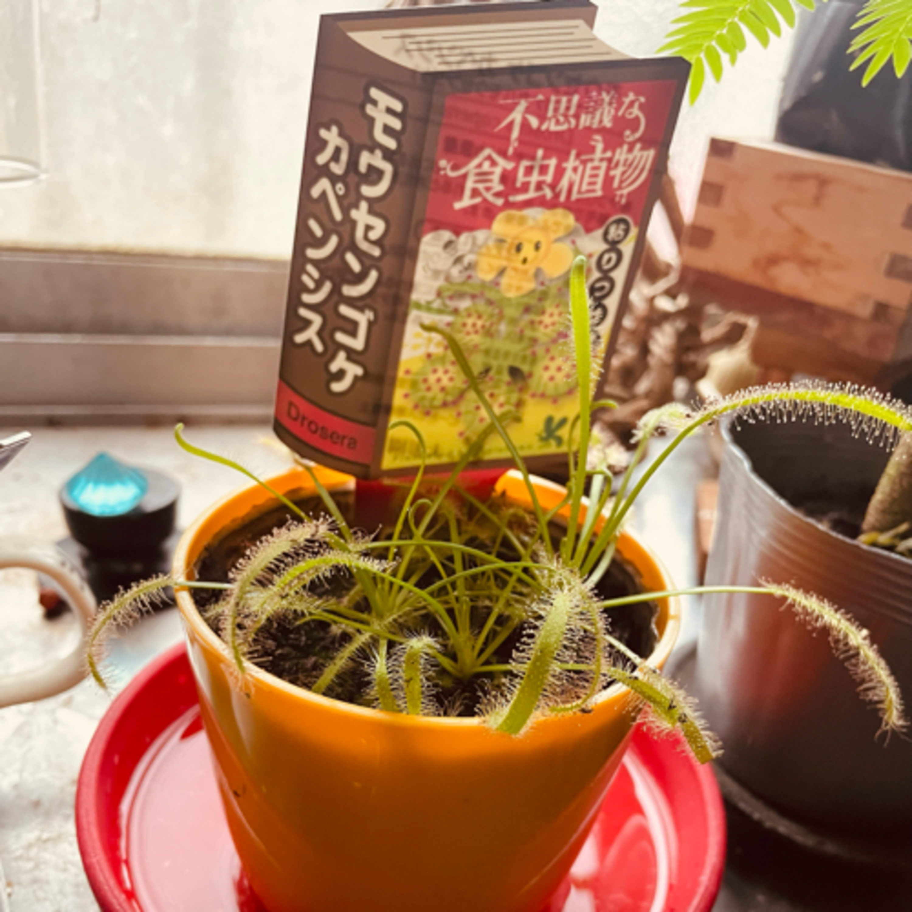 オススメ植物店、食虫植物、蚊取り線香