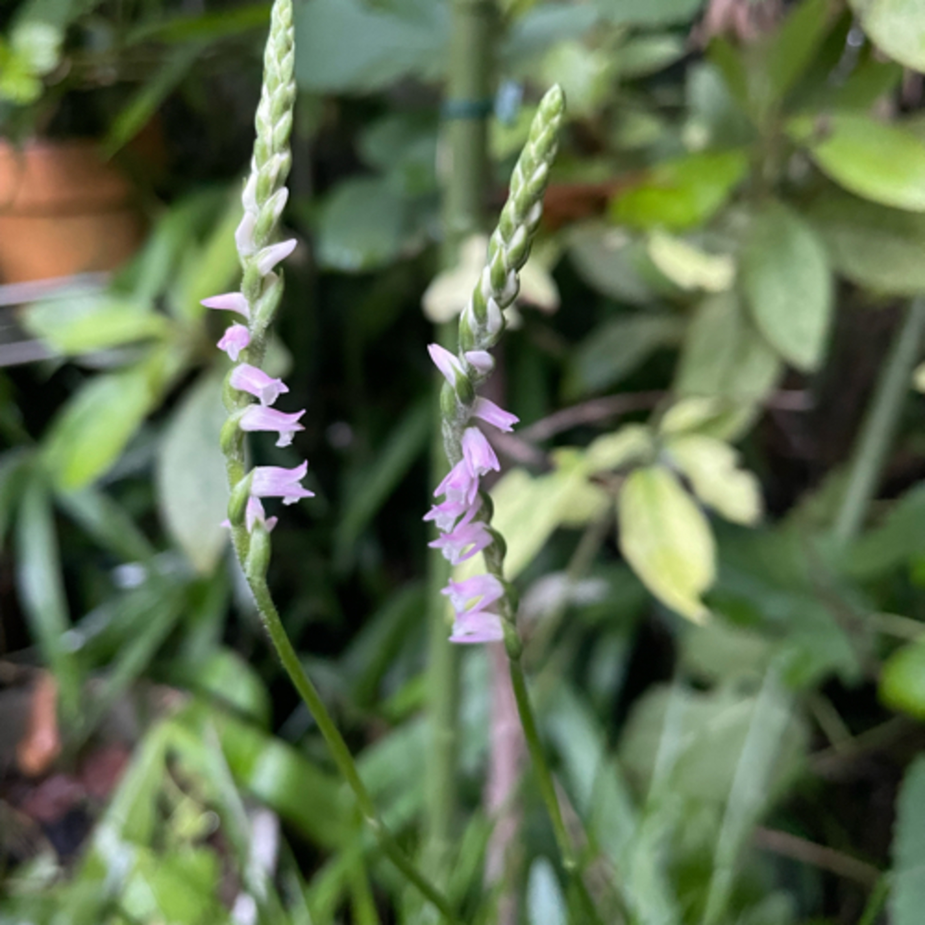 木と草と花のこと