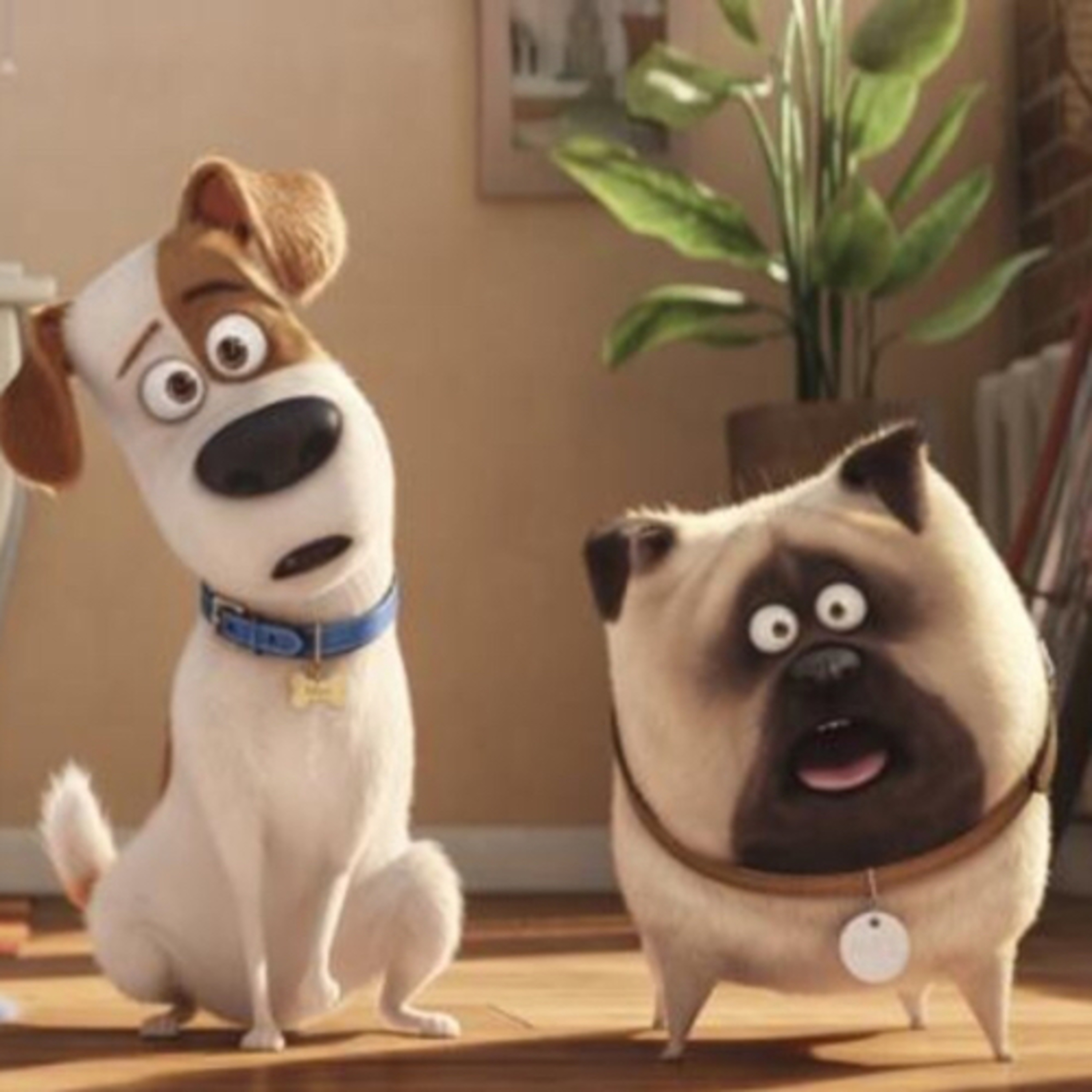Animais preferidos. episode artwork