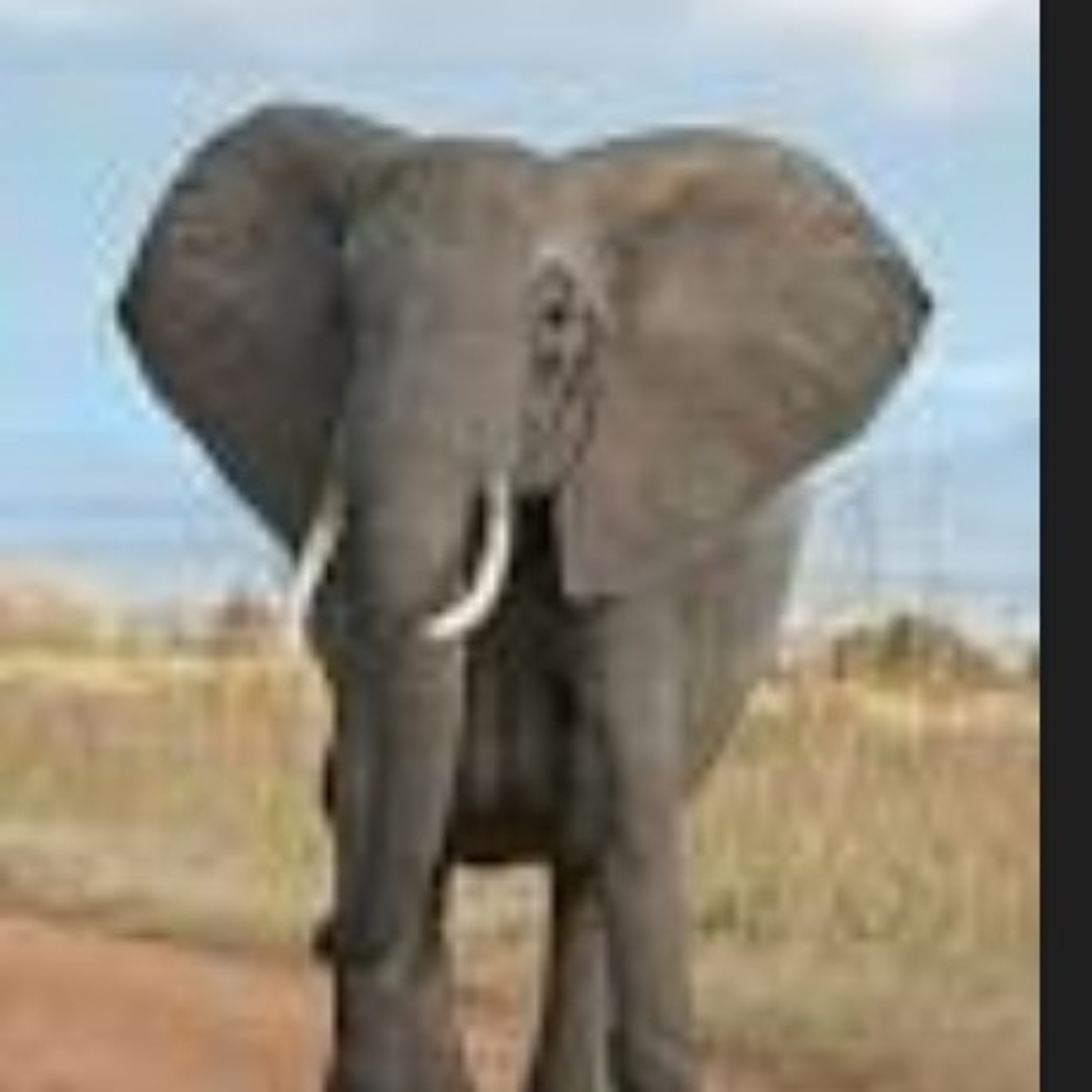 WORDS OF WISDOM: HOW TO DEAL WITH THE ELEPHANT IN THE ROOM? #DRJCS2 episode artwork