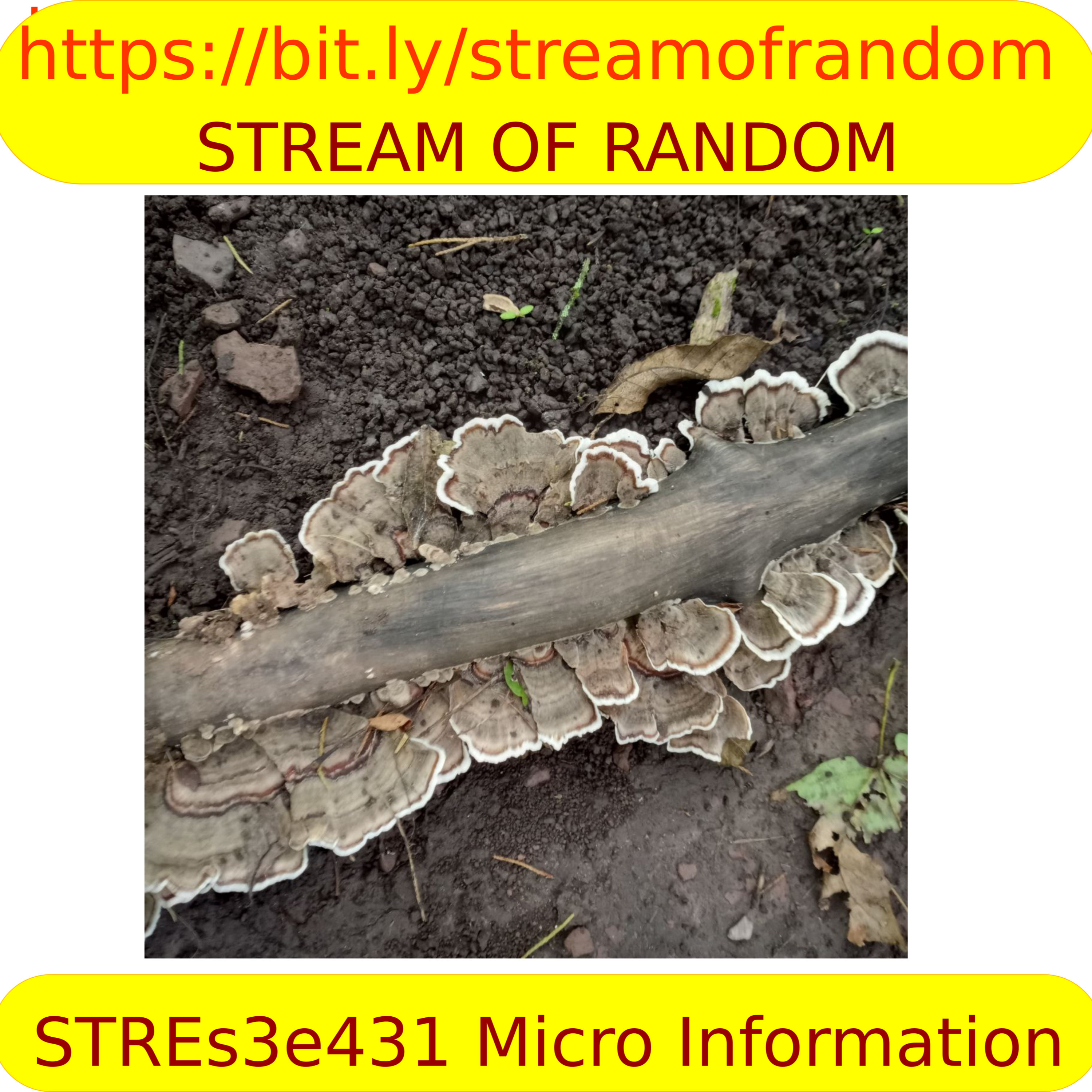 STREs3e431 Micro-Information episode artwork