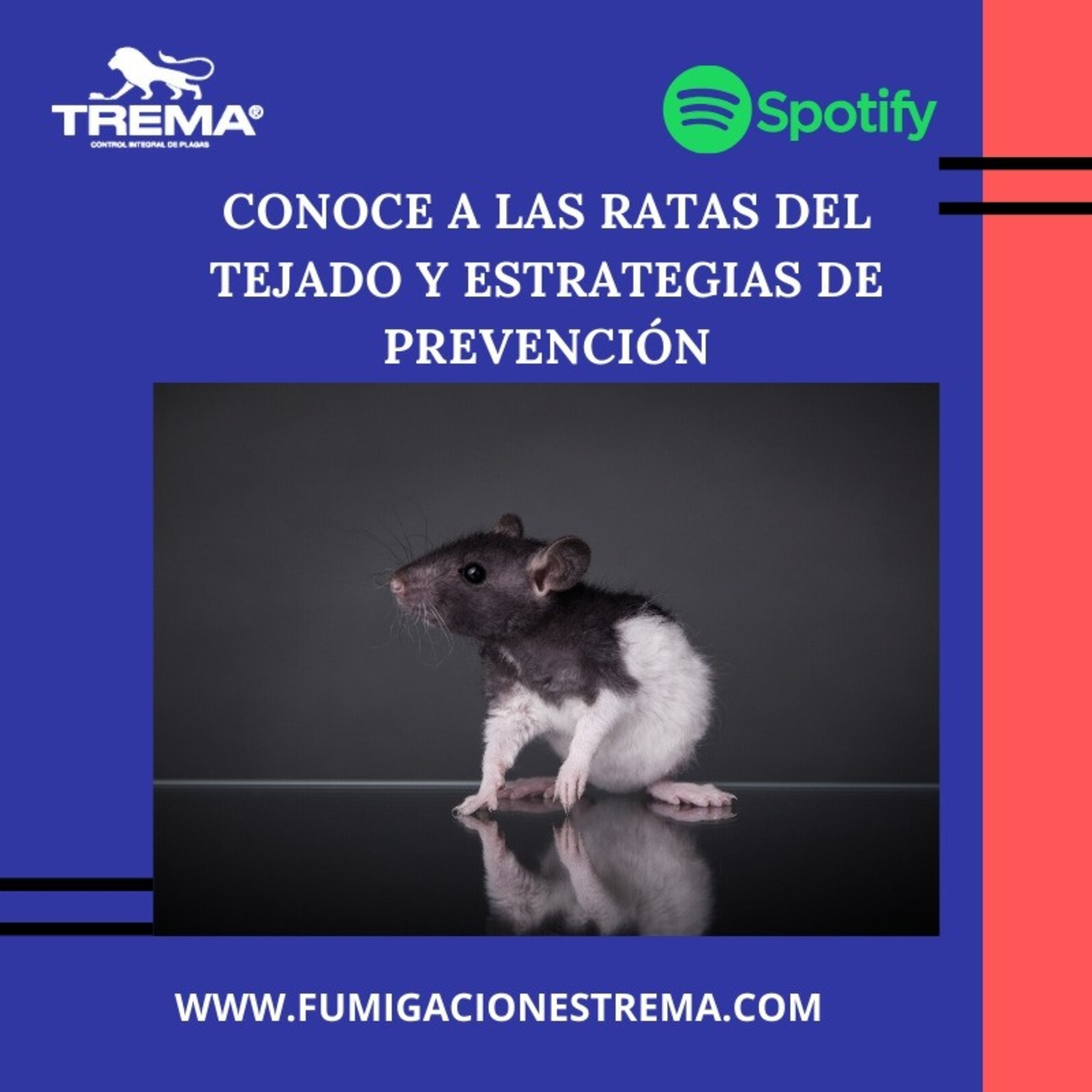 Conoce a la Ratas del Tejado y Estrategias de Prevención