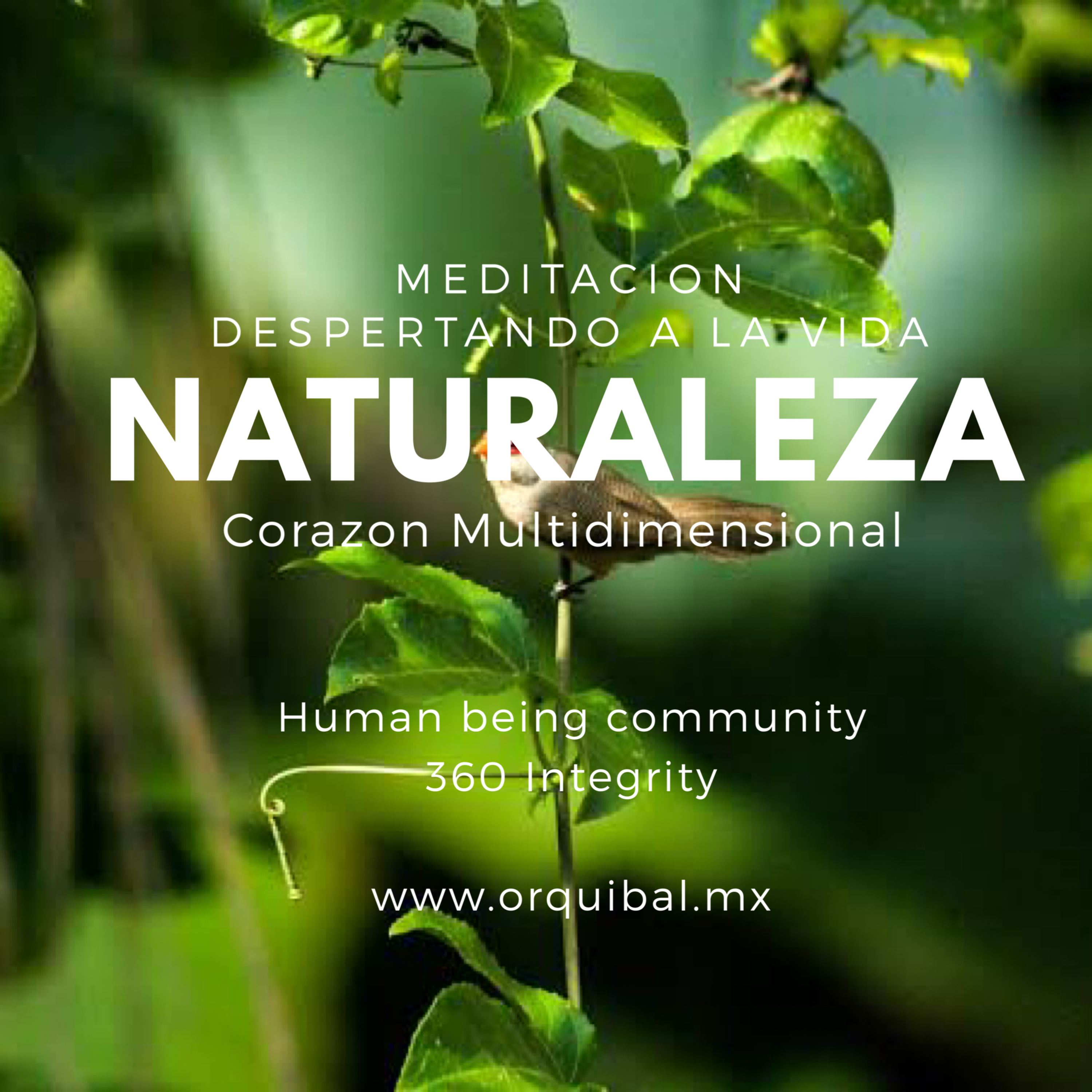 Corazon multidimensional