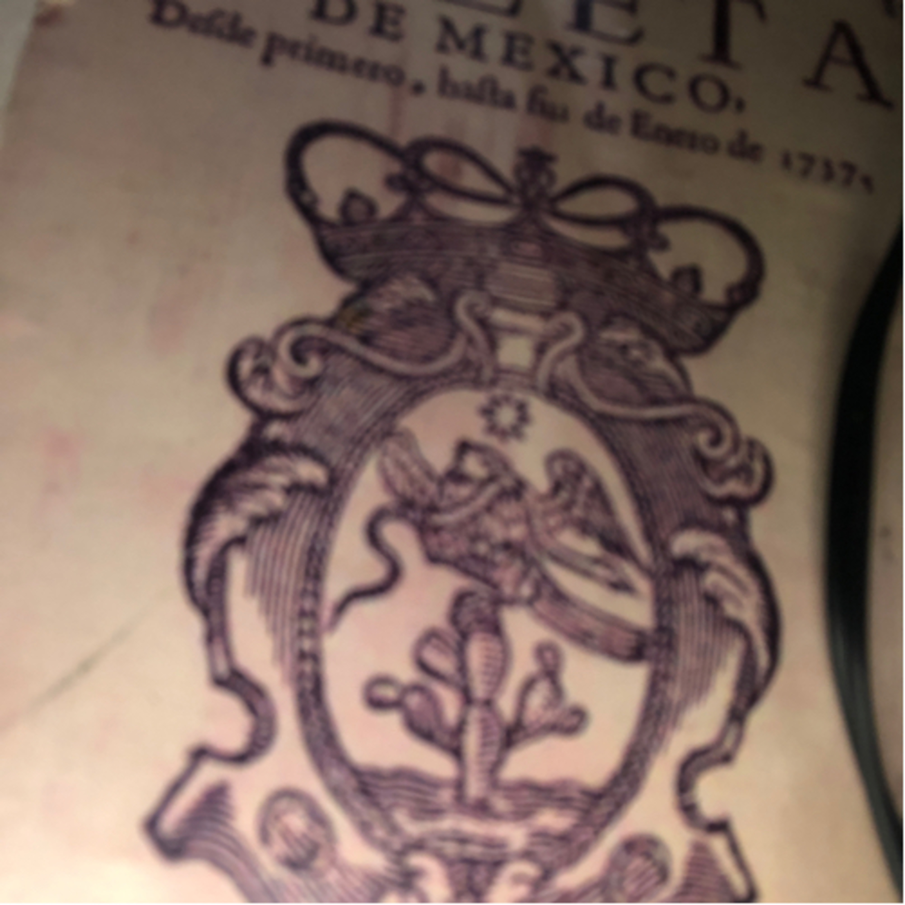 Planta alta