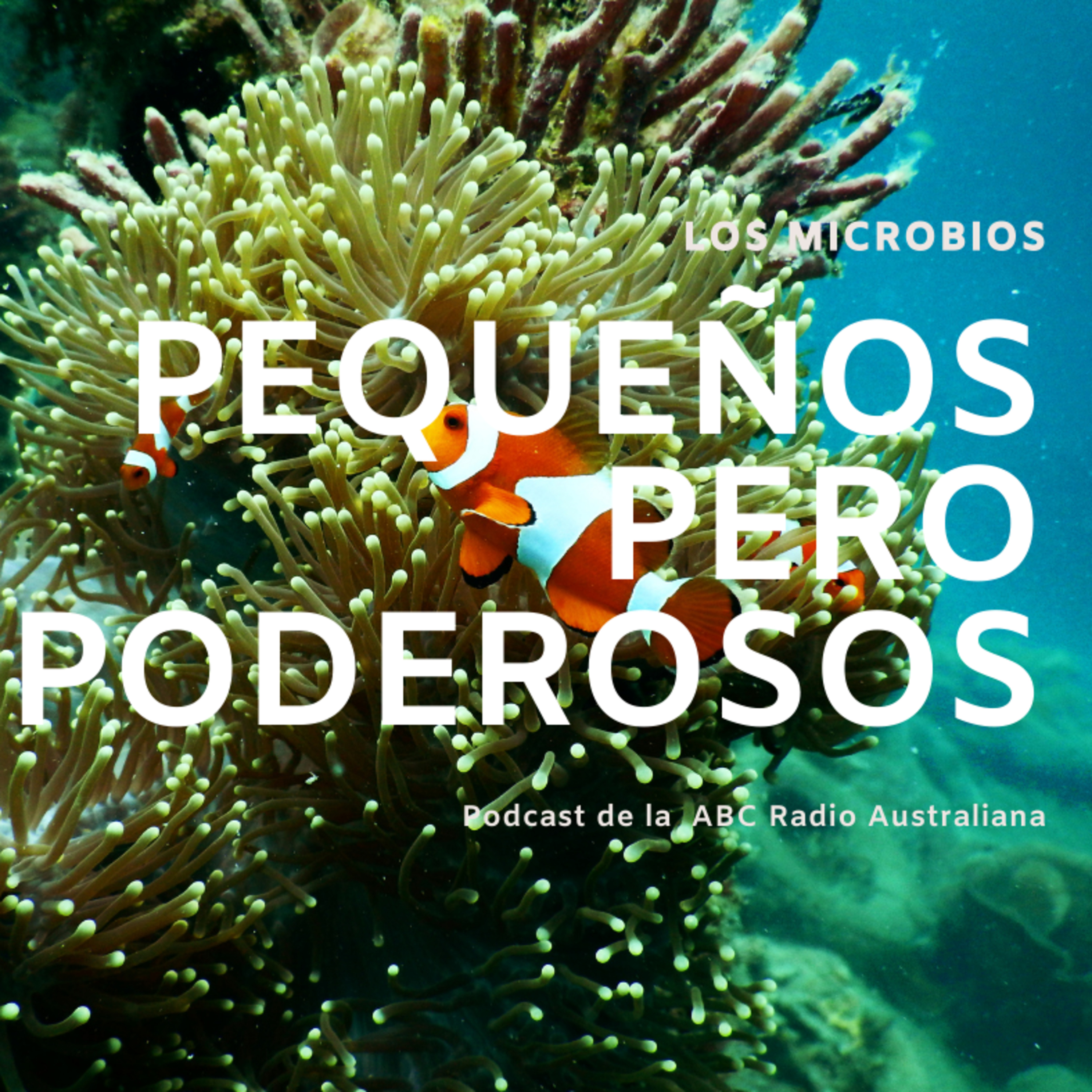 Mi Arrecife