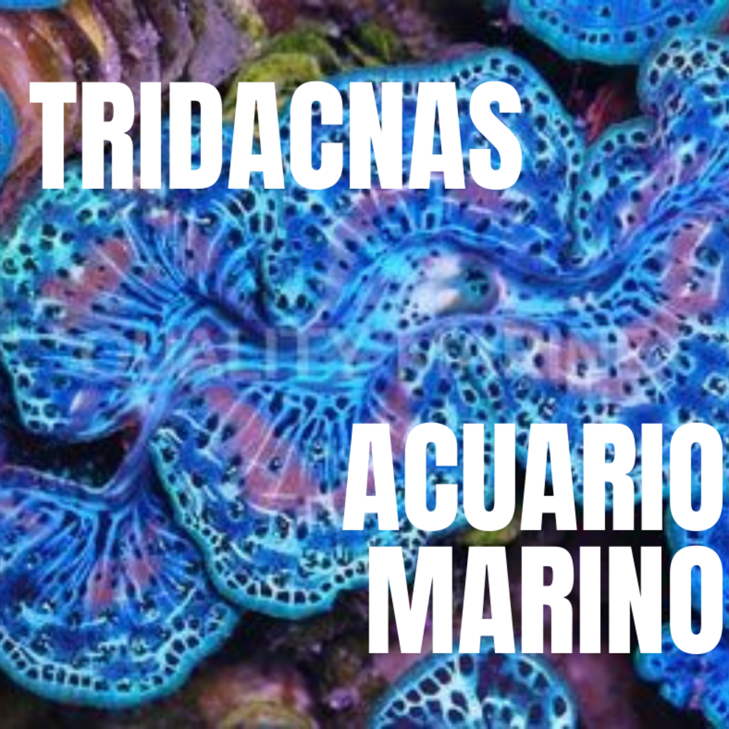 Tridacnas episode artwork