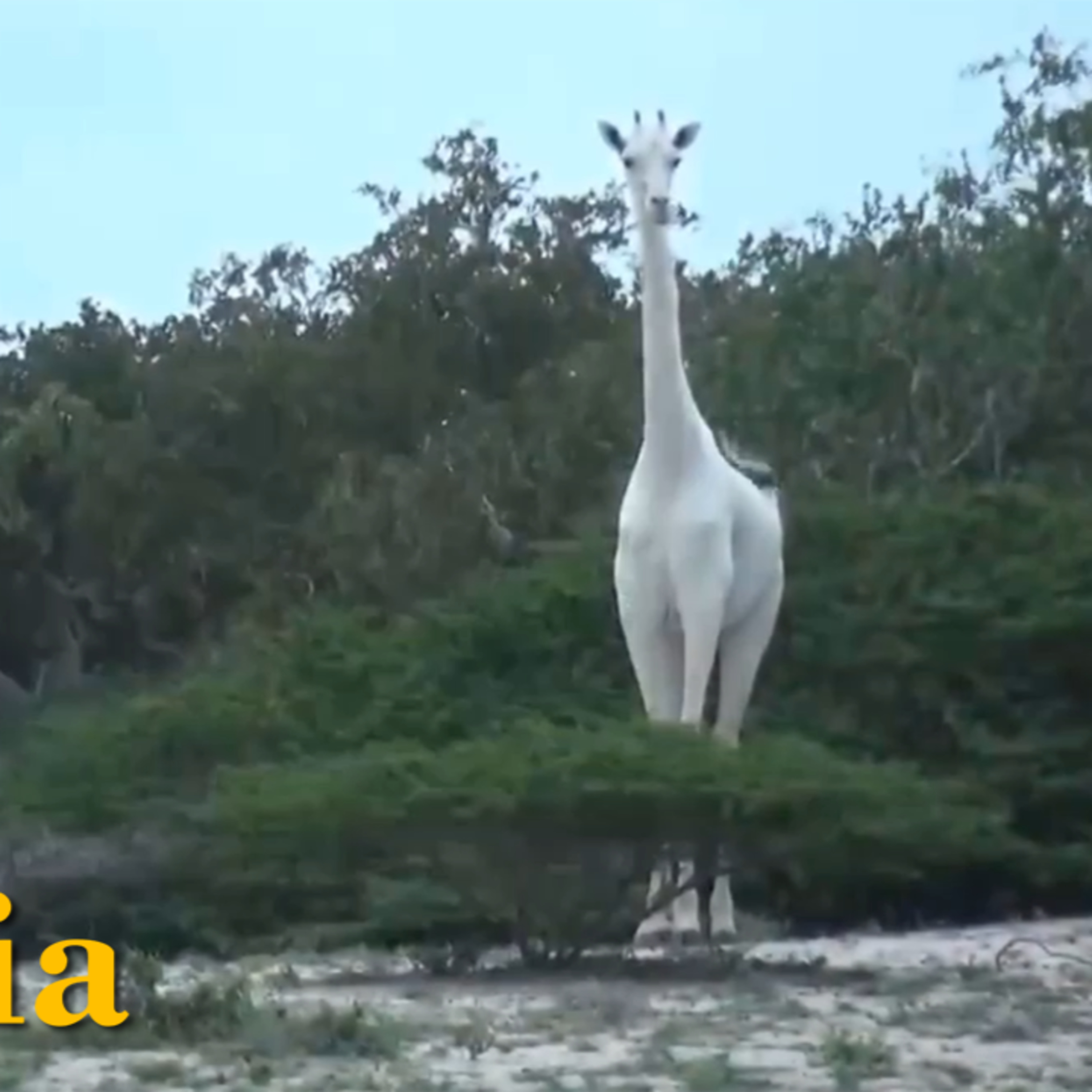 Caçadores matam duas das últimas três girafas brancas do mundo episode artwork