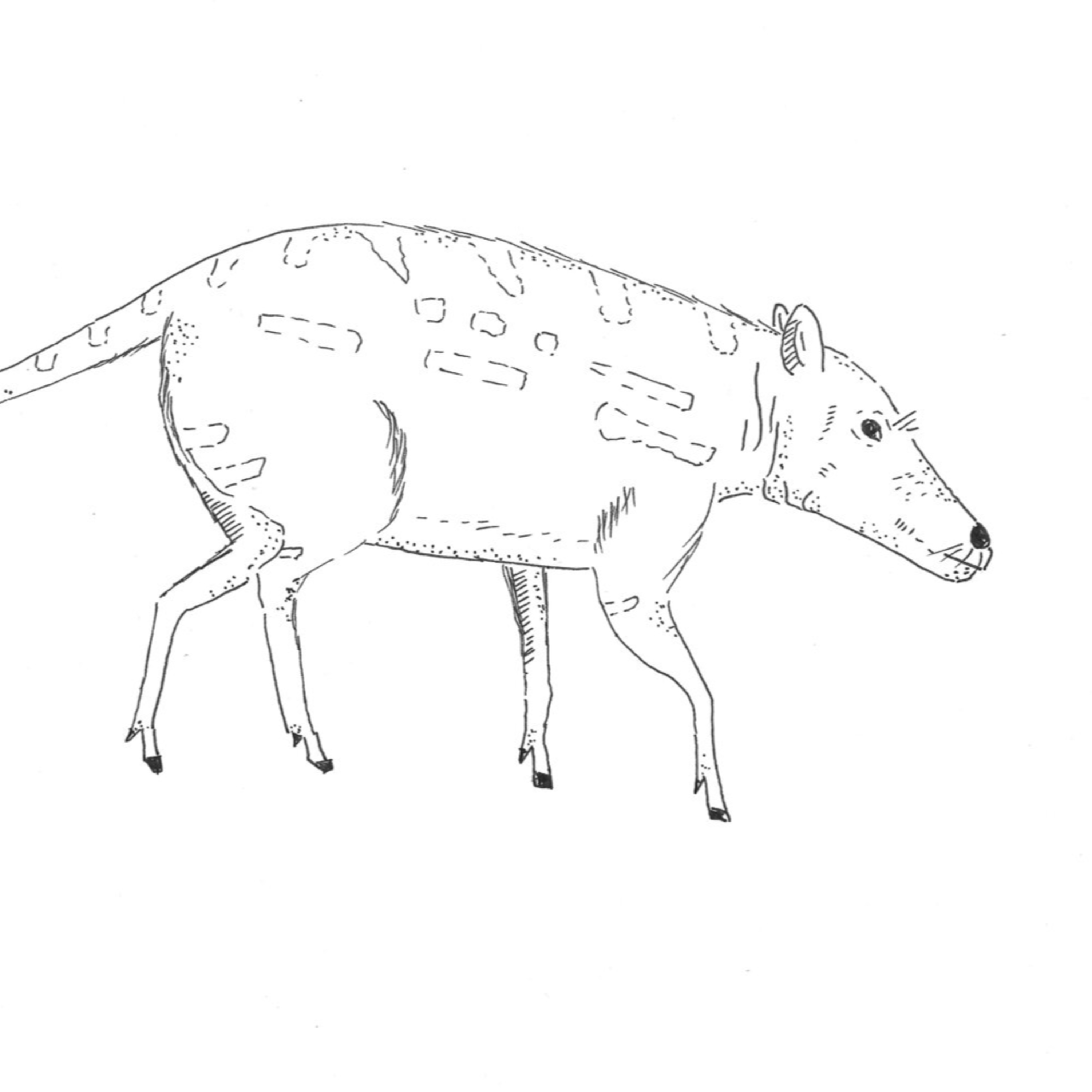 IT’S A DEER, IT’S A CROCODILE, IT’S A...