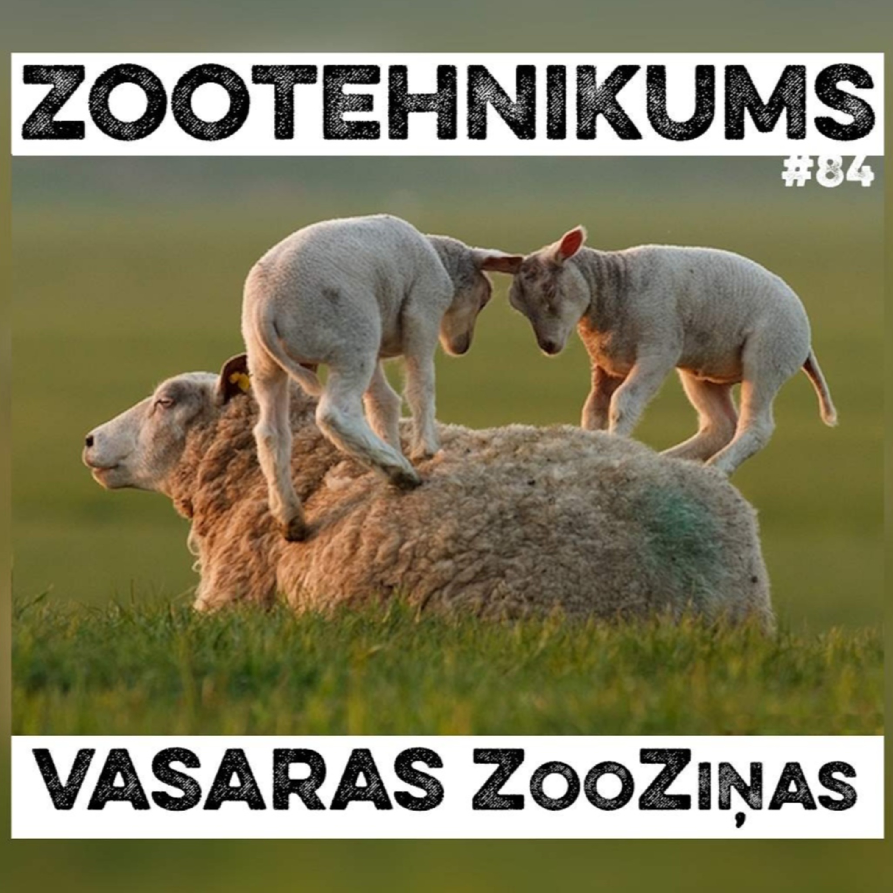ZOOTĒKA