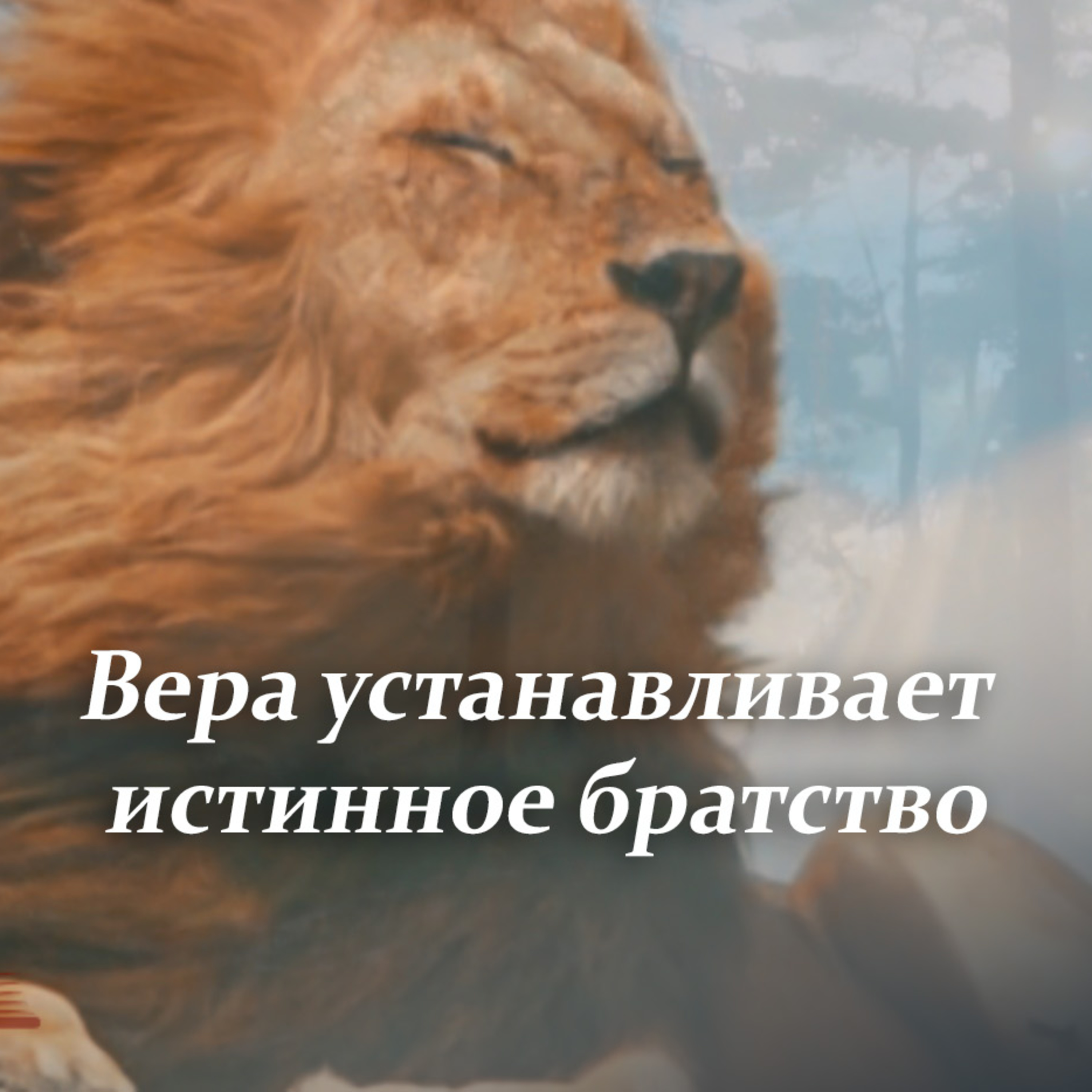 Вера устанавливает истинное братство [Ru-Nur.com]