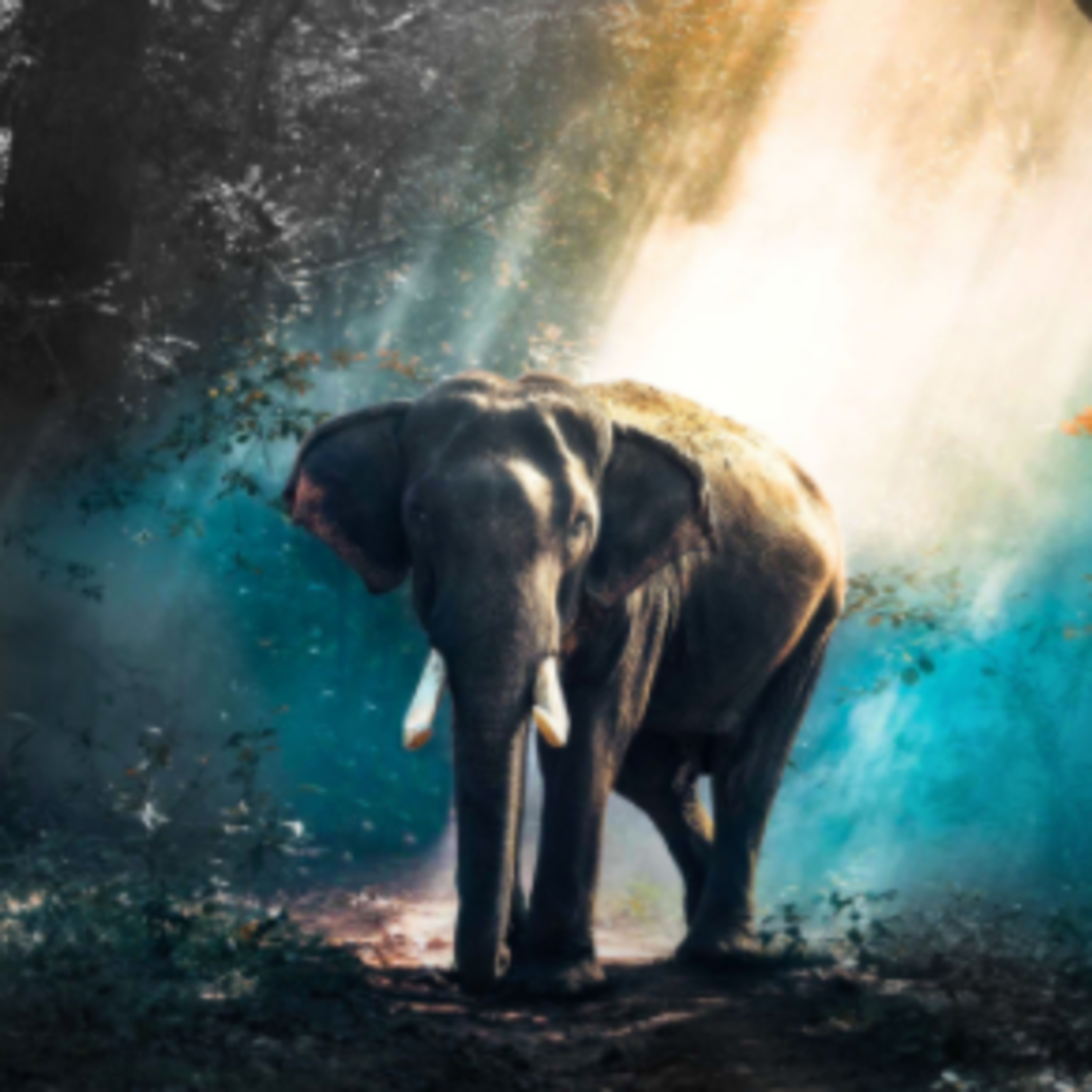 Elephants episode artwork