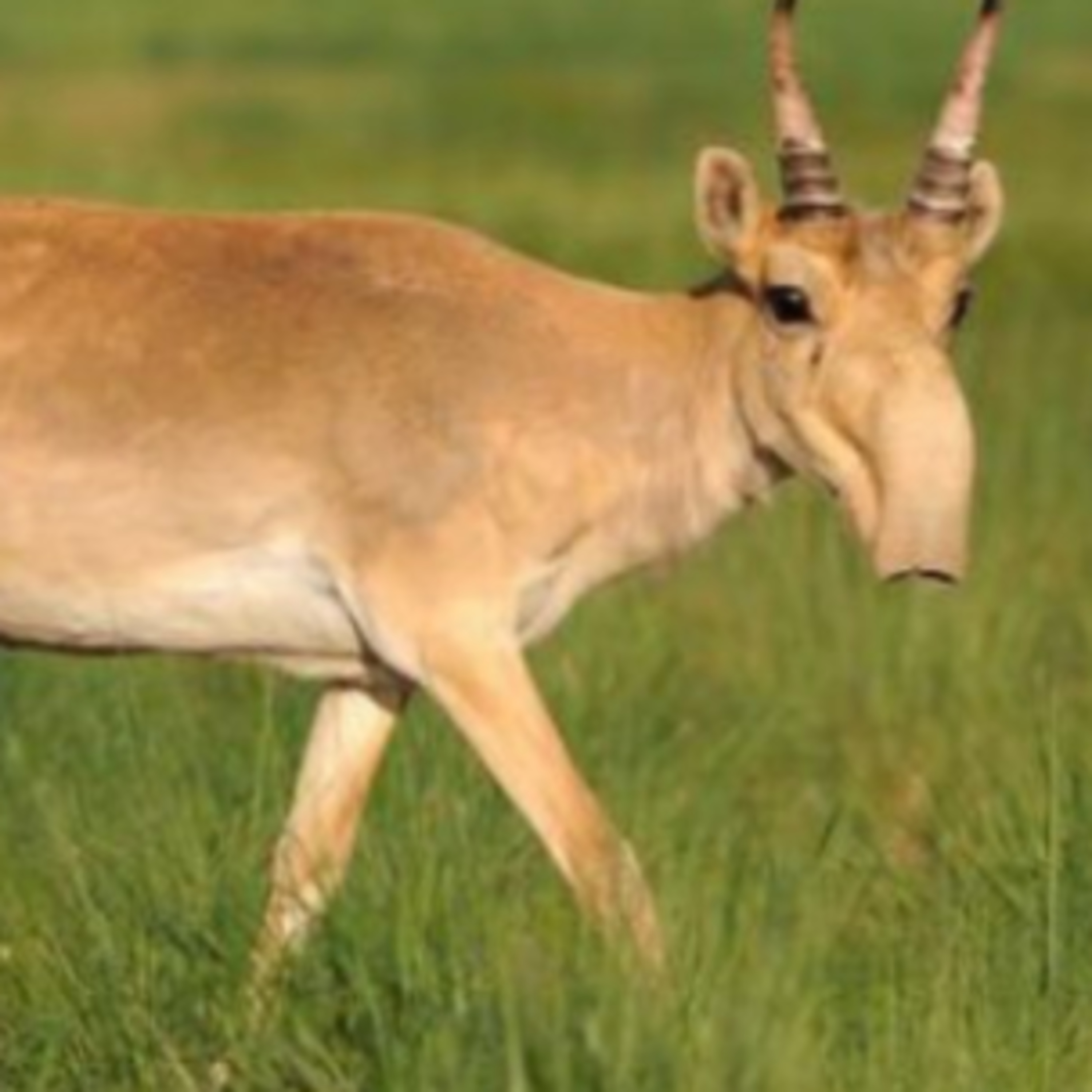 Saiga Antelope episode artwork