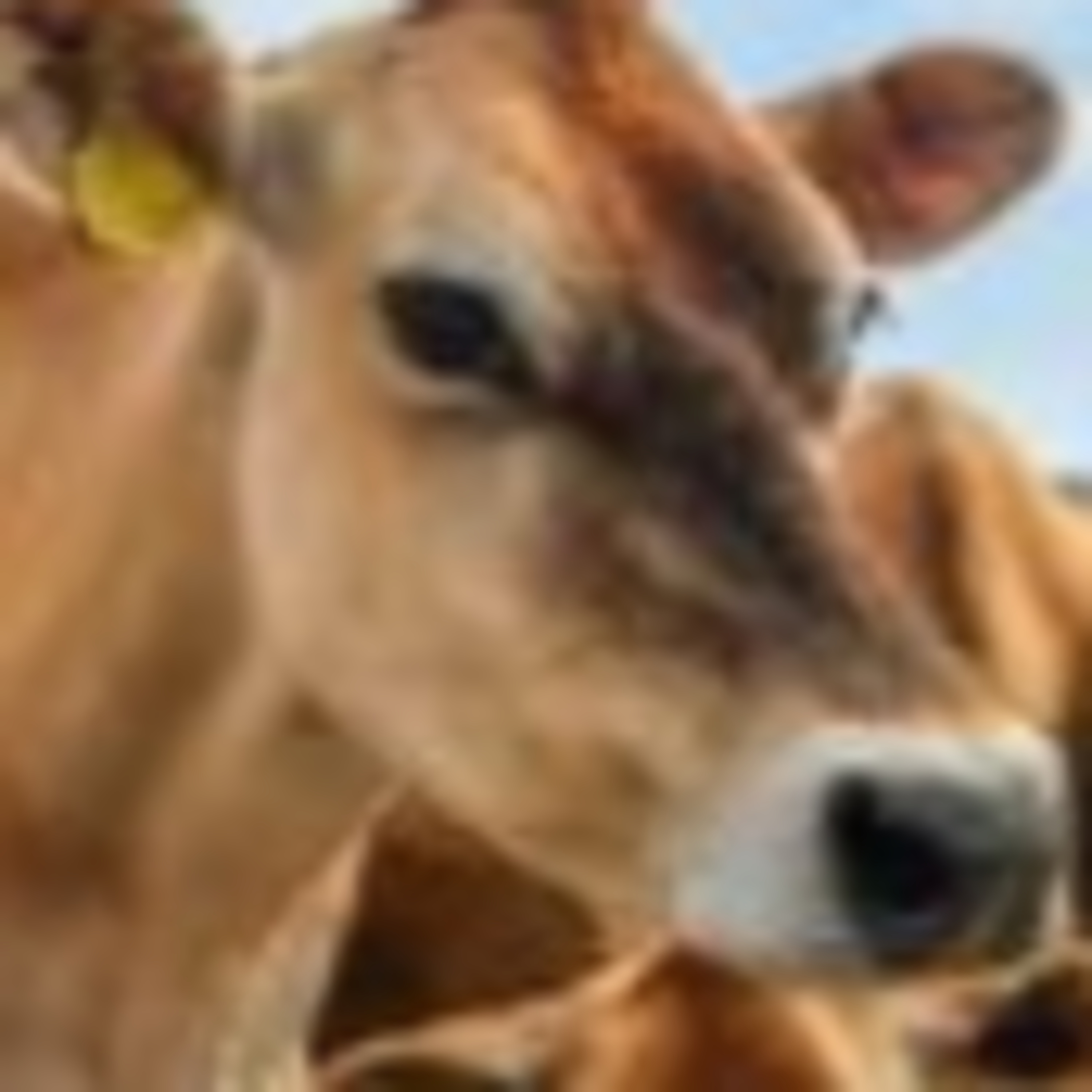 Cows episode artwork