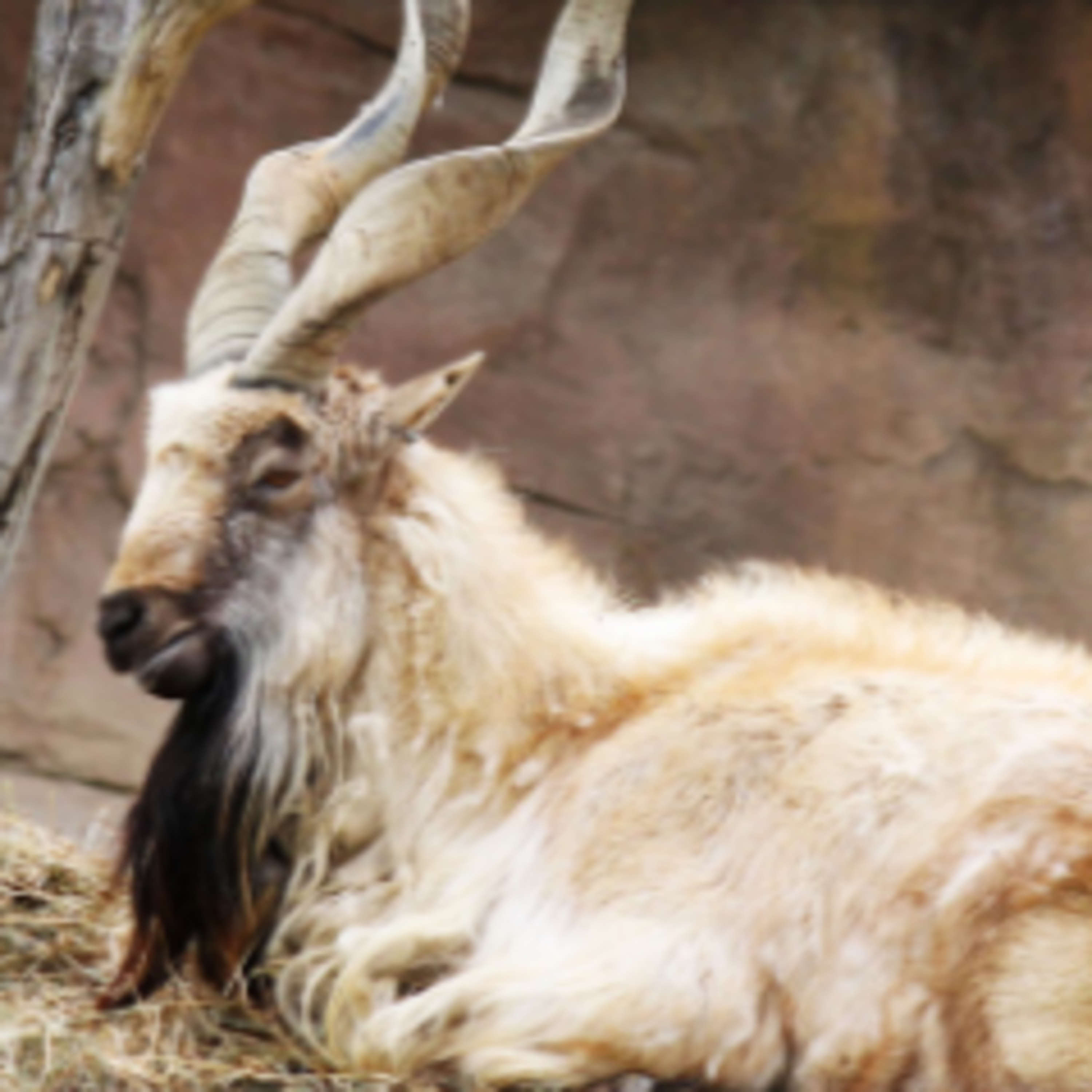 Markhor episode artwork