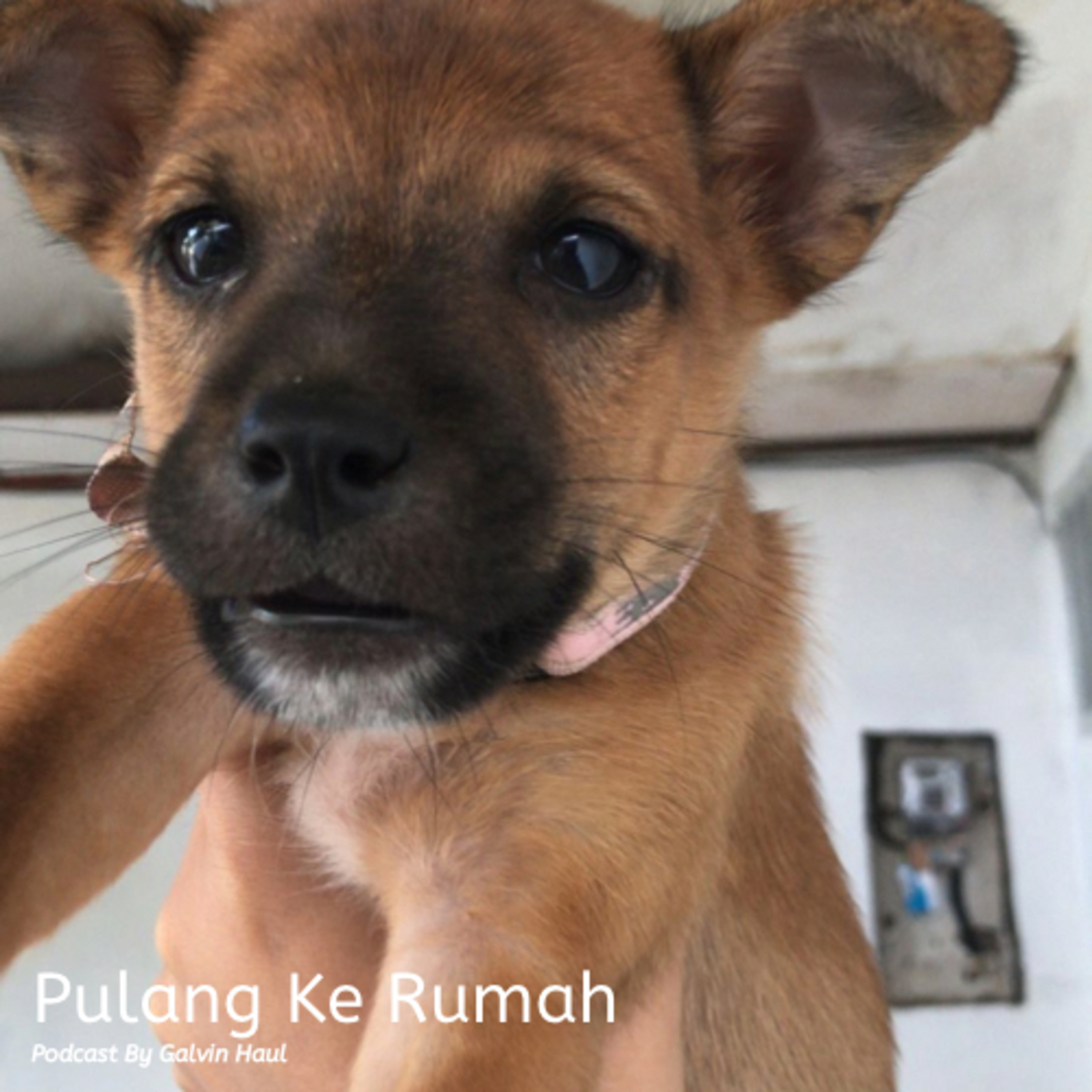 Pulang Ke Rumah