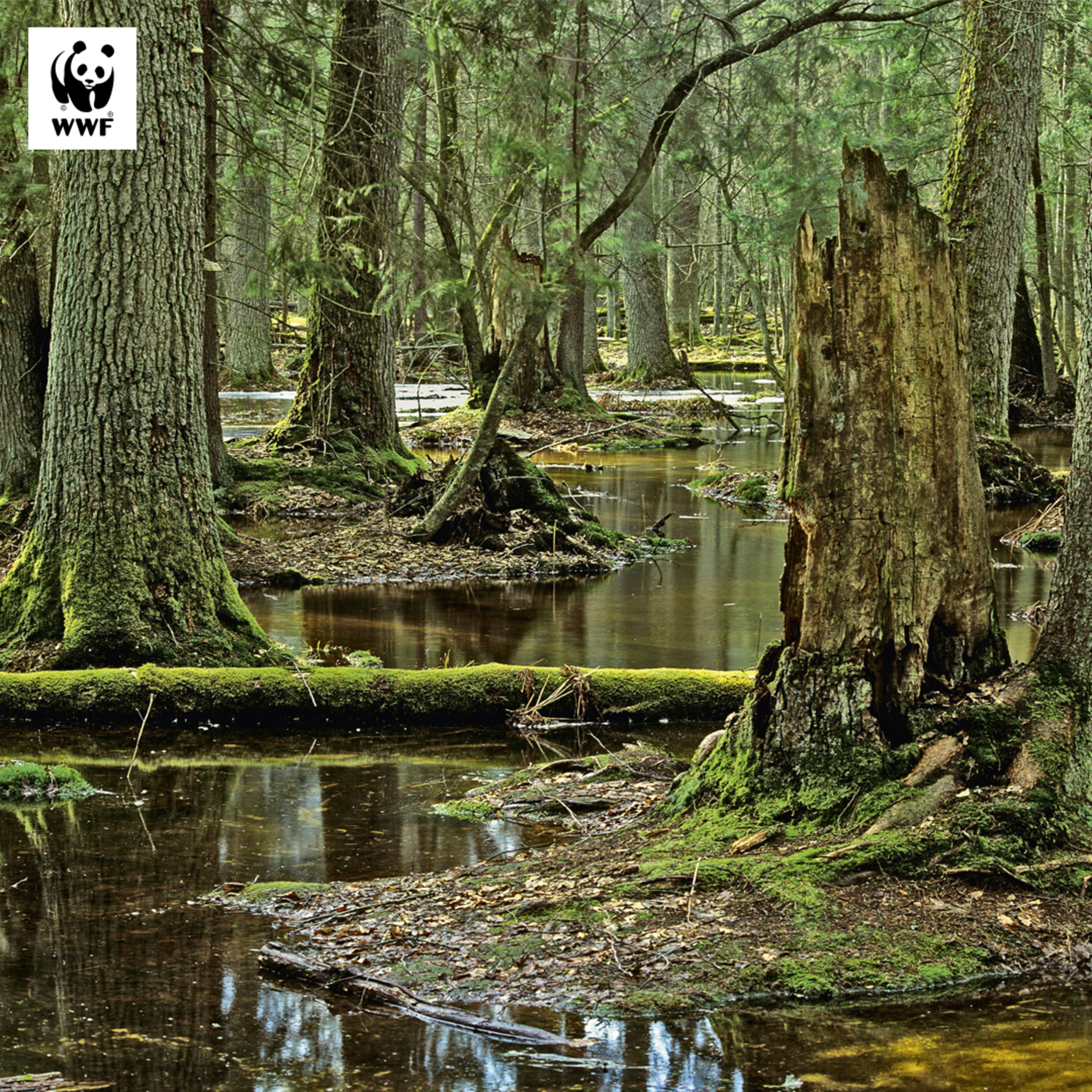 Naturalnie z WWF