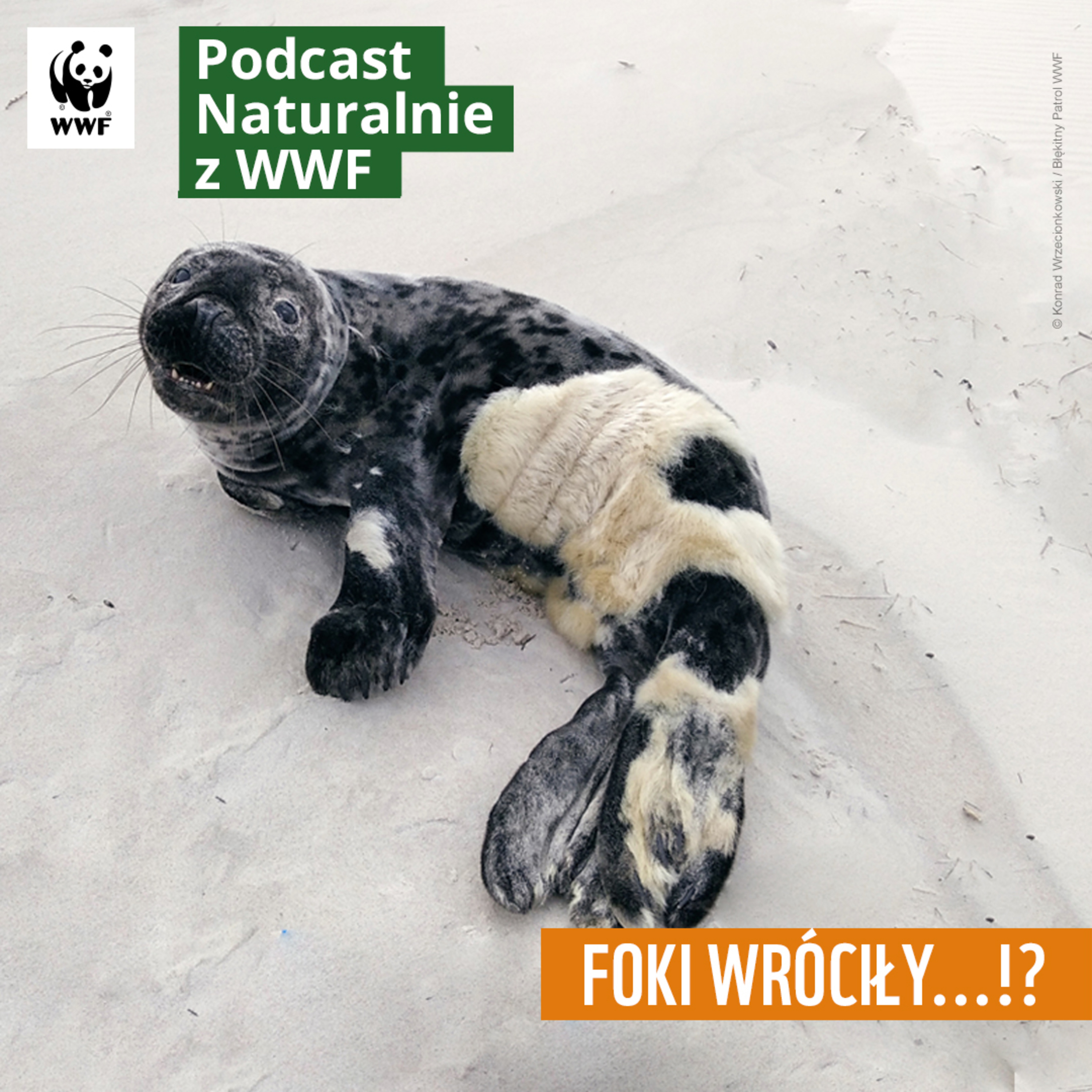 Foki wracają na polskie wybrzeże, ale musimy im pomagać