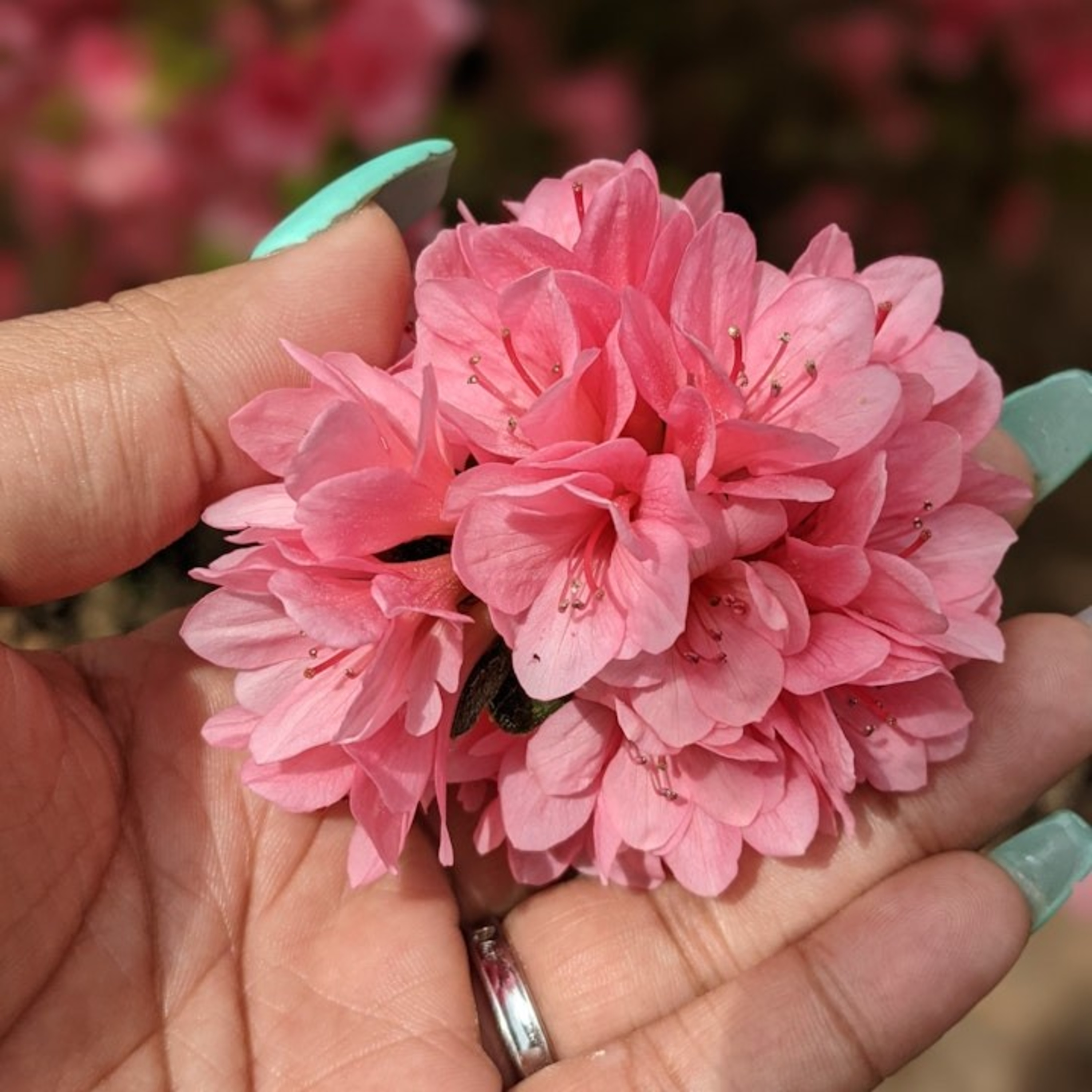 Divine M\'Oceans Podcast