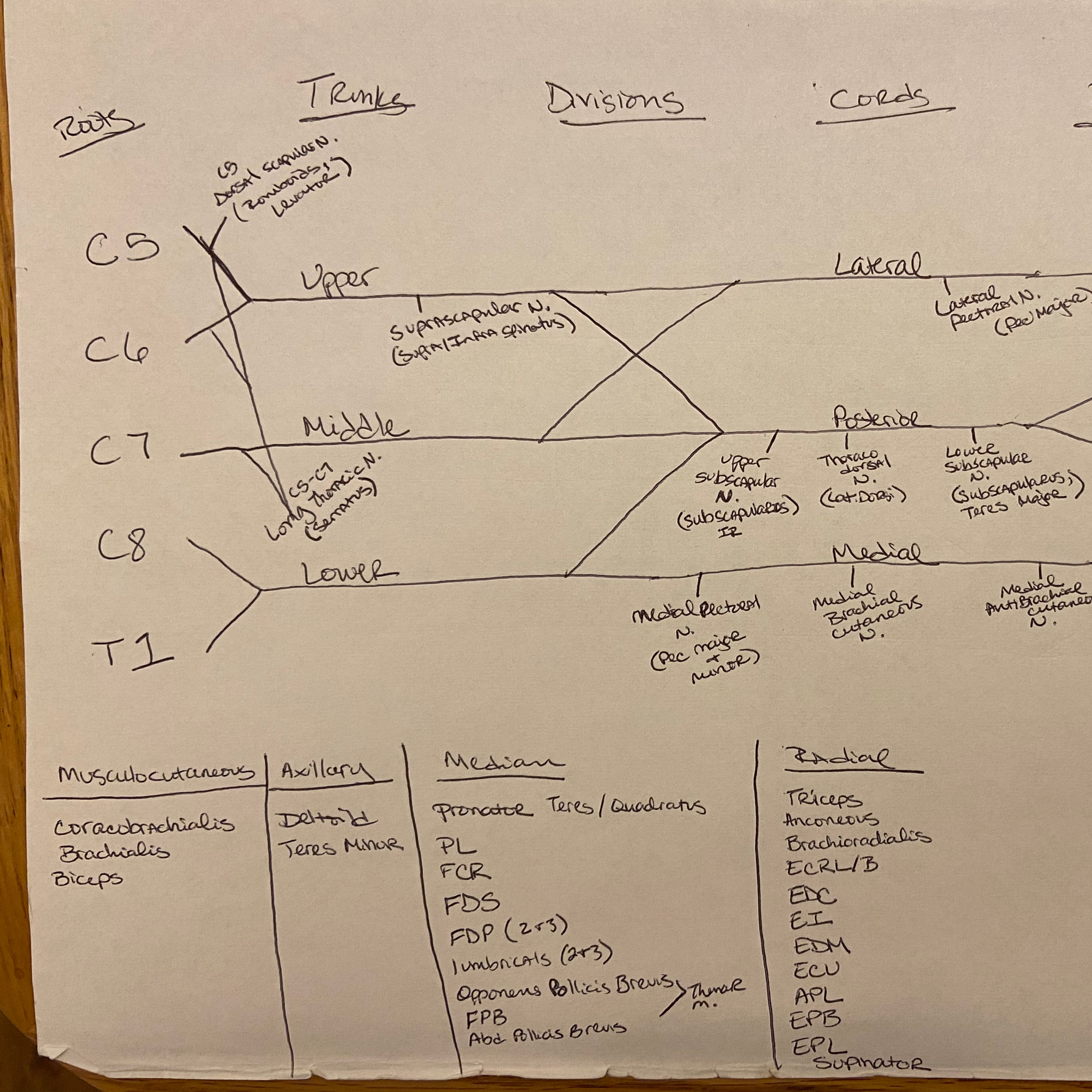 SCI, CNS, Brachial Plexus Injuries episode artwork