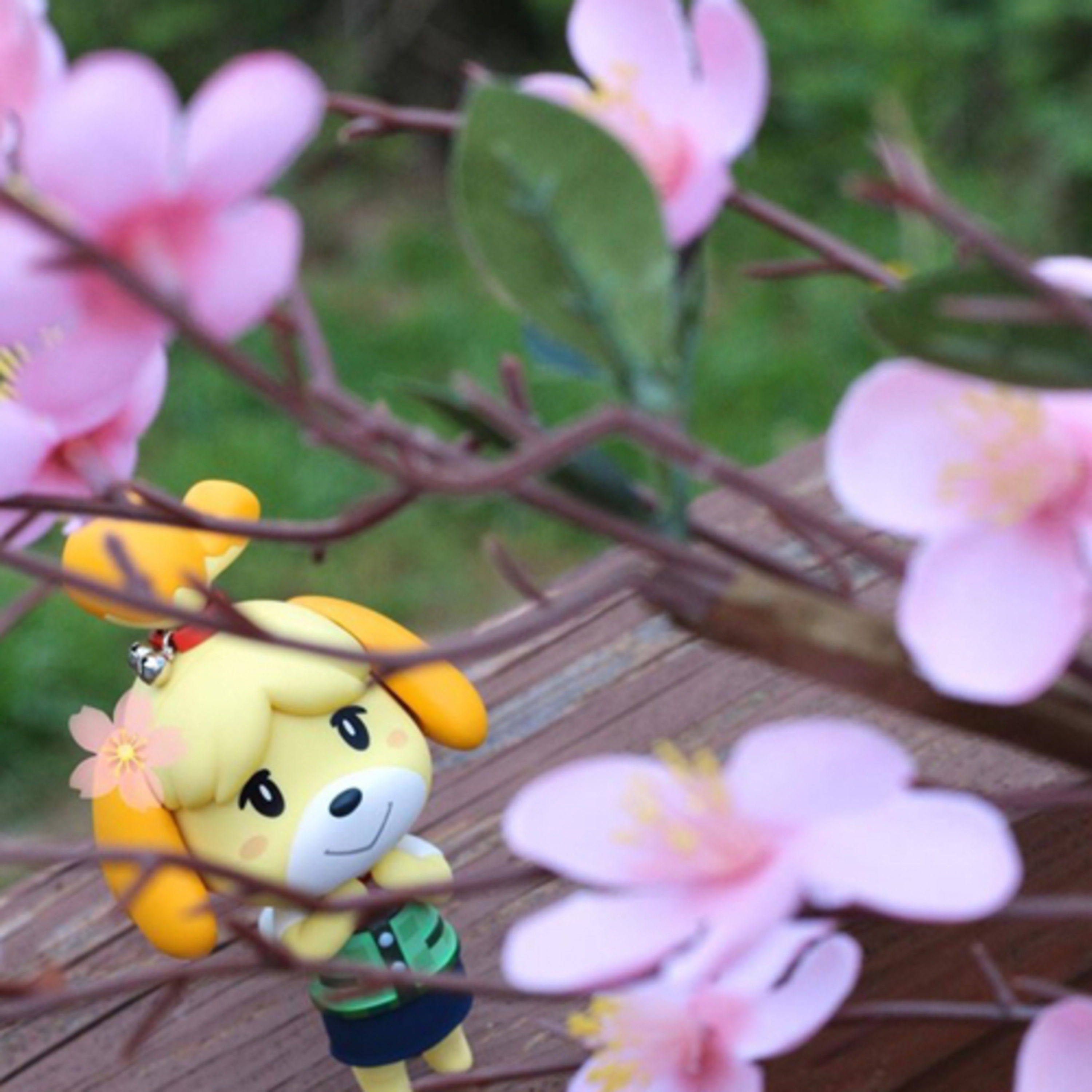 Steff’s Baer Necessities - SBN