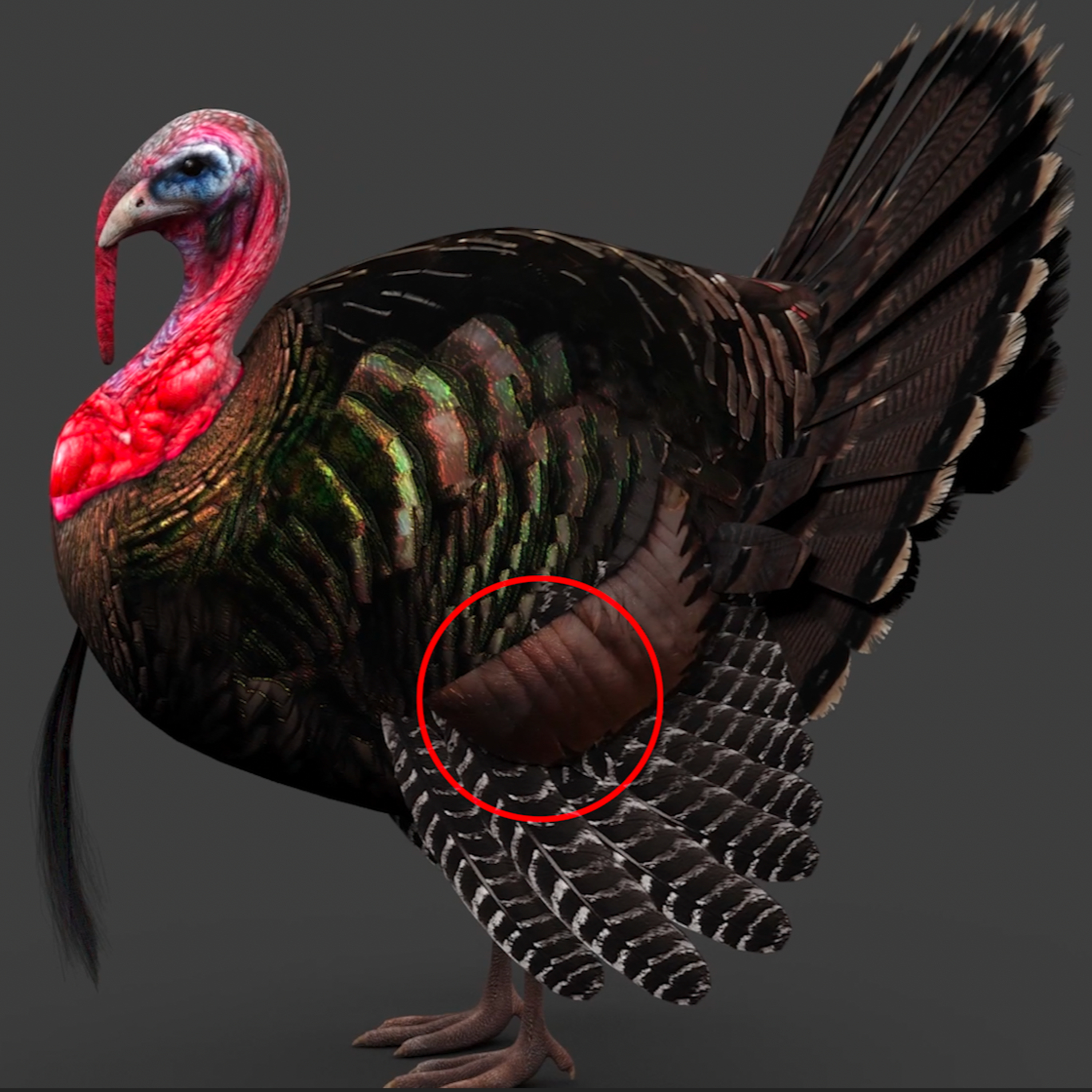 Recover Every Turkey - Don't Shoot Them In The Vitals
