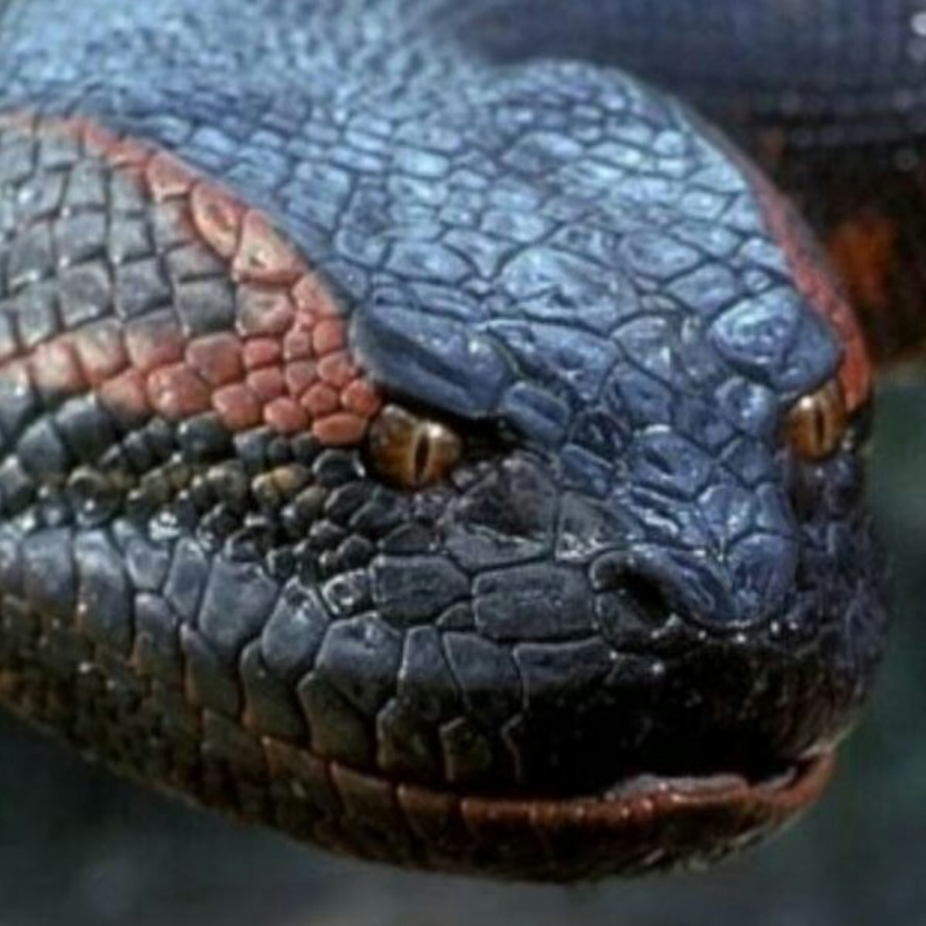 This Anaconda Reboot May Just Have Me Wrapped episode artwork
