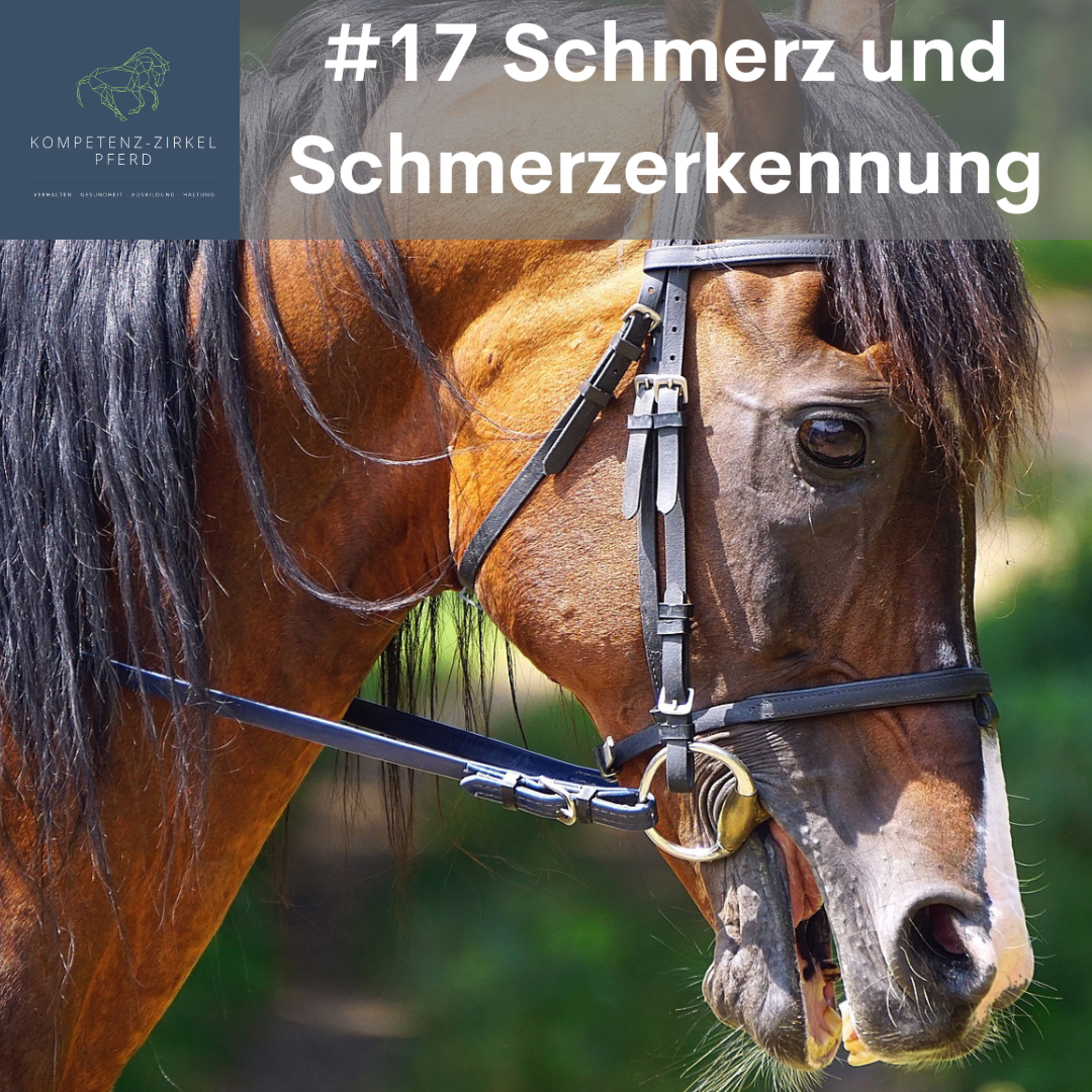 Kompetenz-Zirkel Pferd