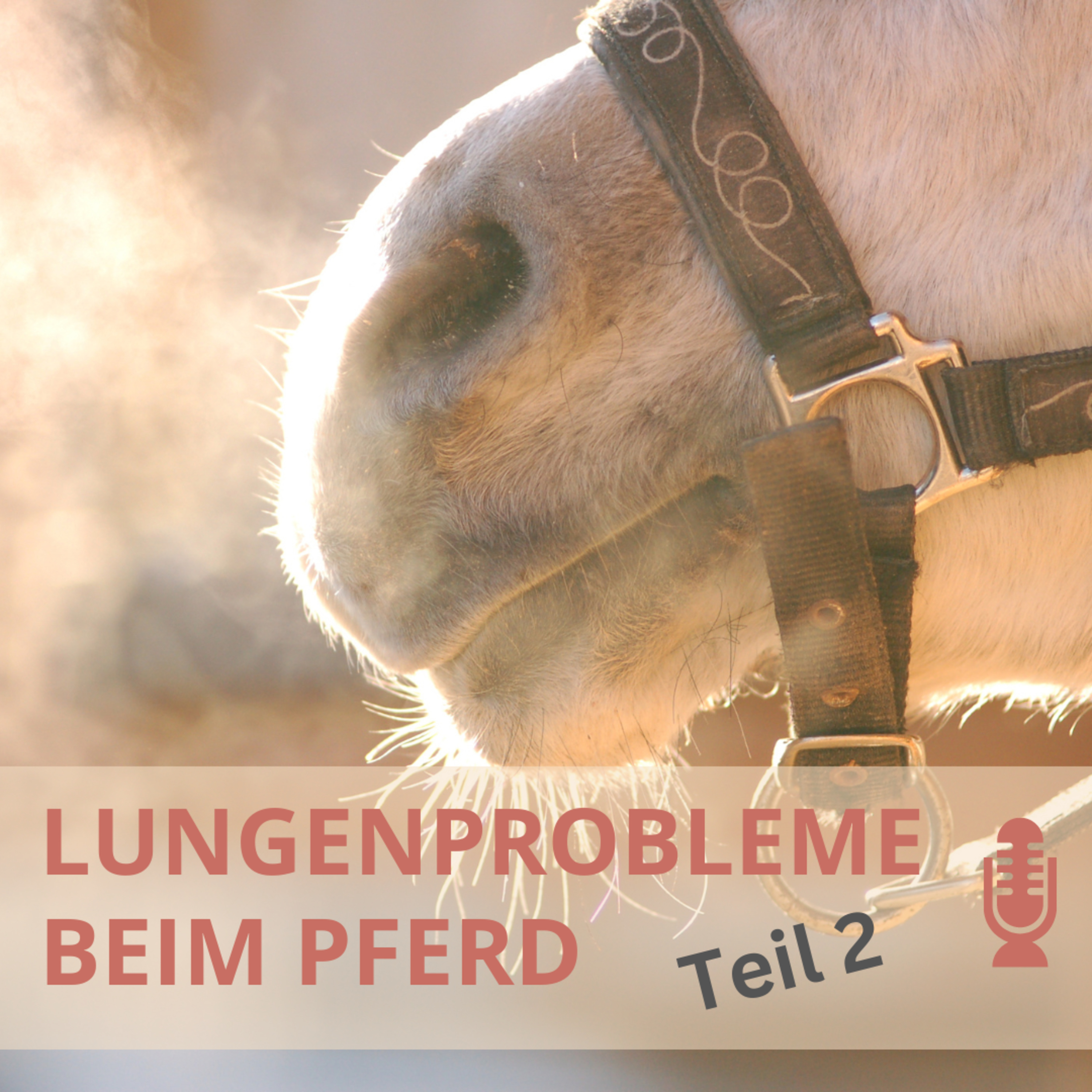 Kompetenz-Zirkel Pferd