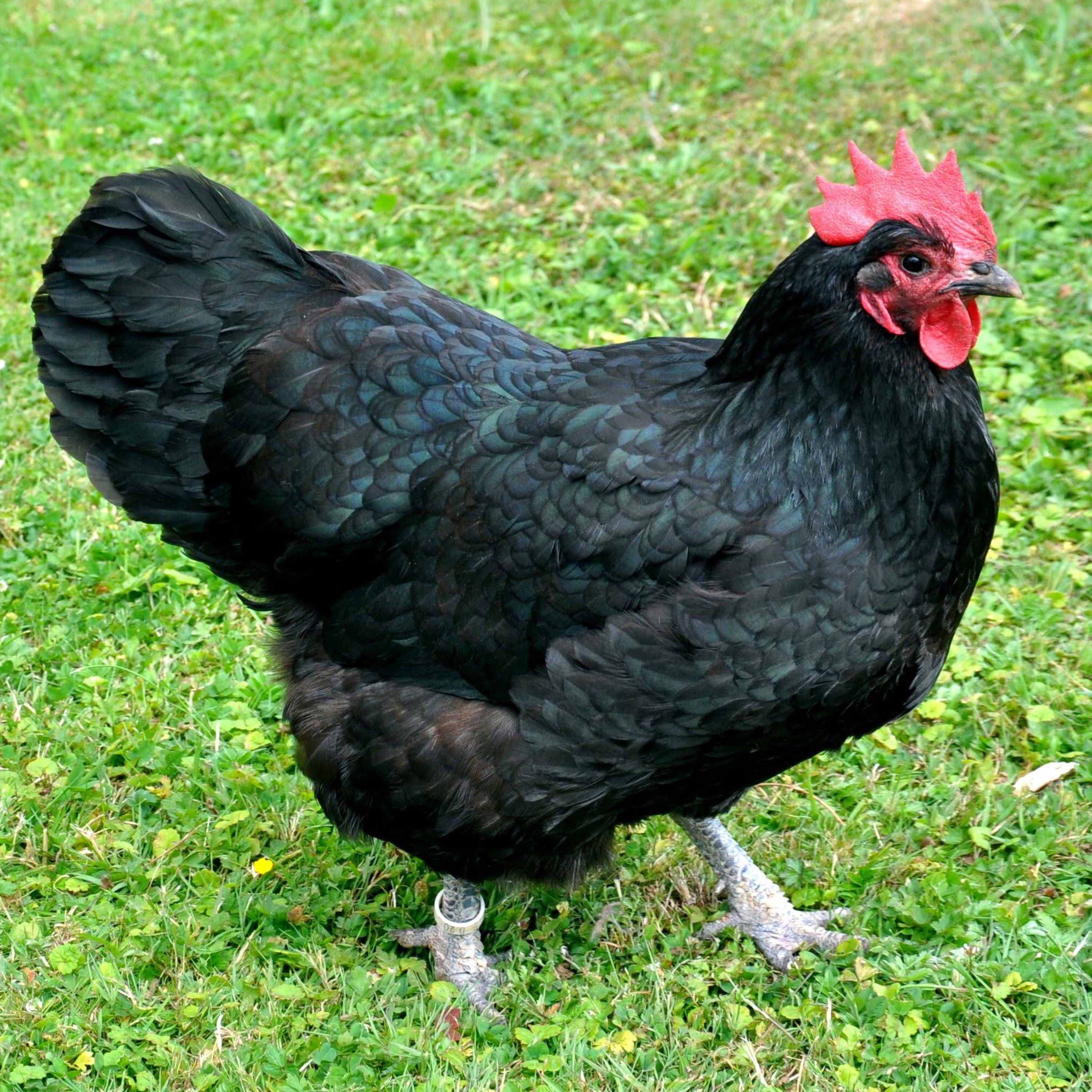 80 - Chicken Saturday episode artwork