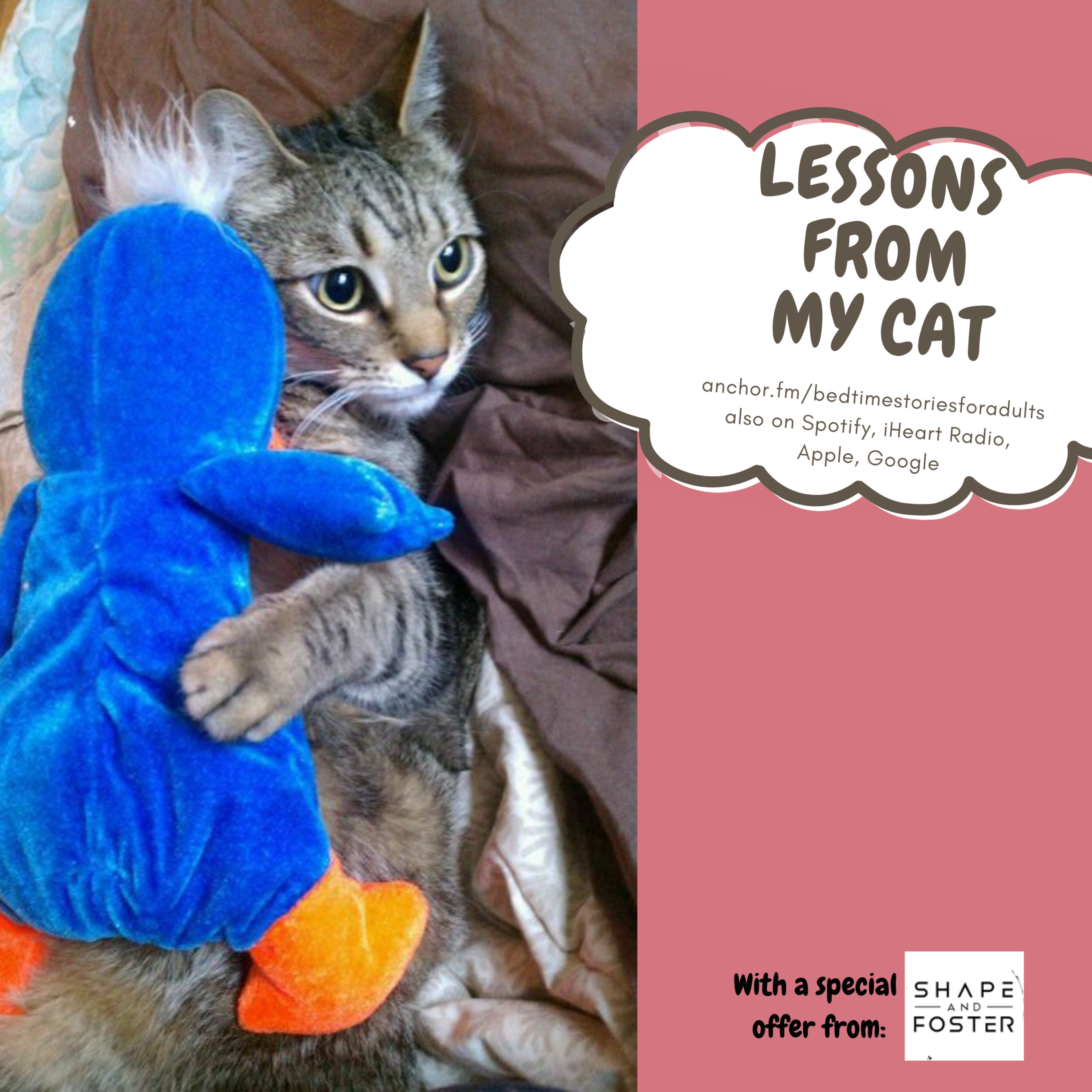 5 Life Lessons You Can Learn from Cats – As requested by many of my listeners