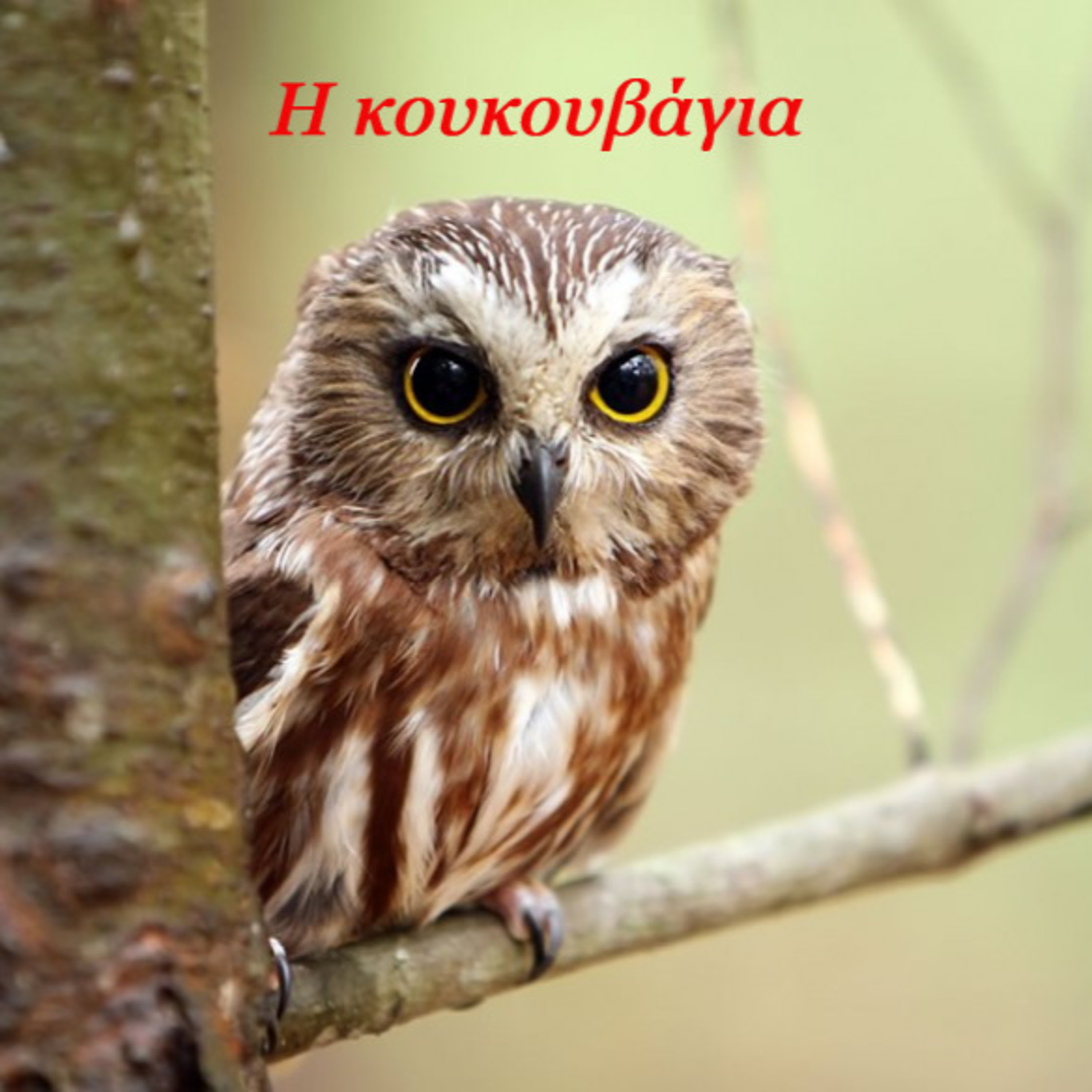 Σεζ. 4 Επ. 35 Η κουκουβάγια.