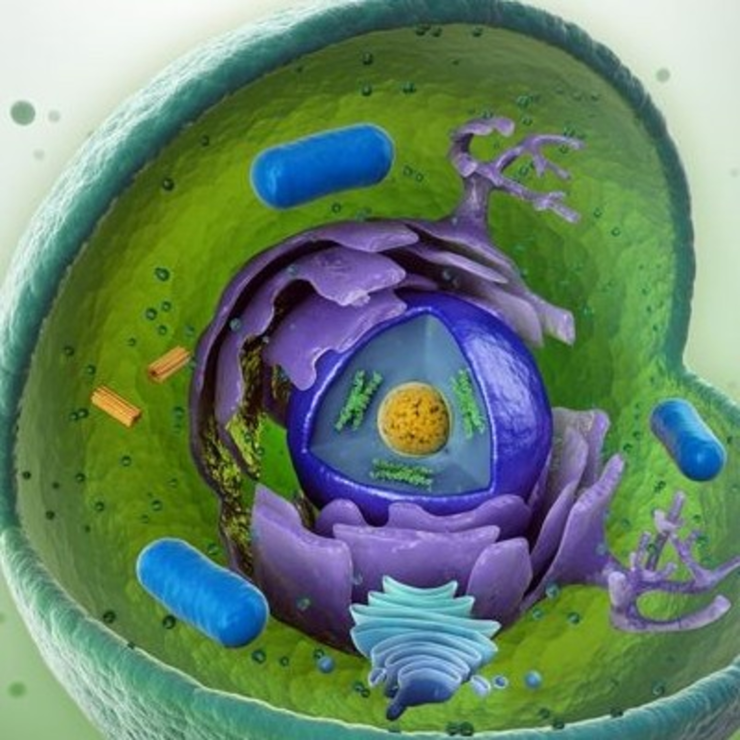 Biomaca