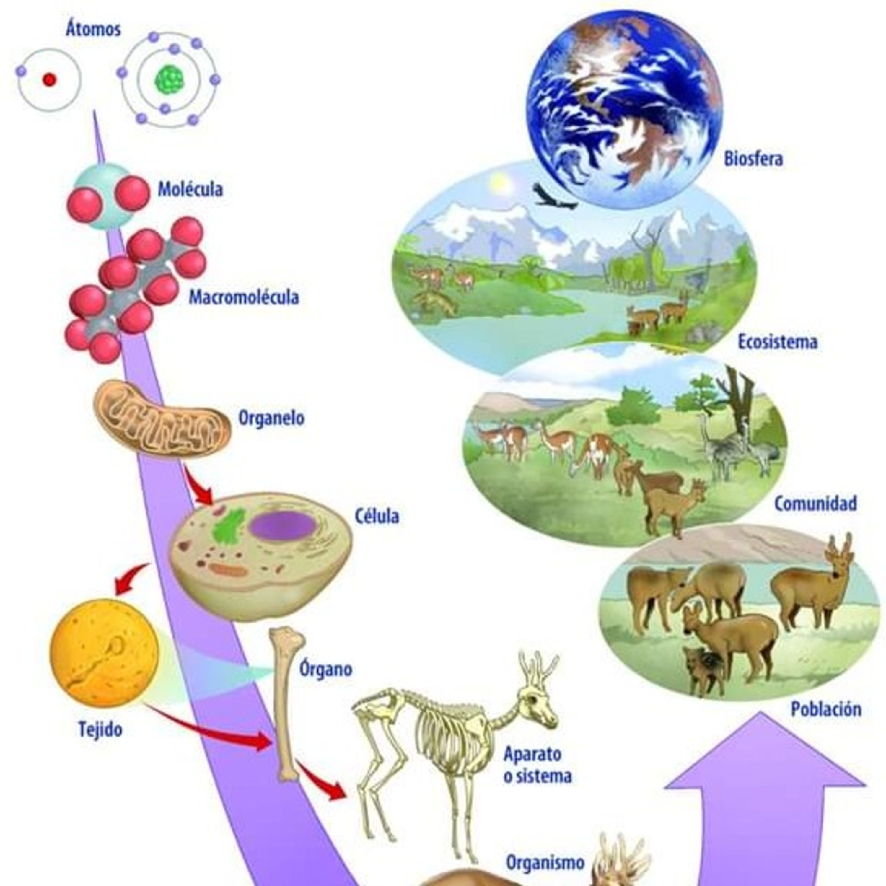 Biomaca