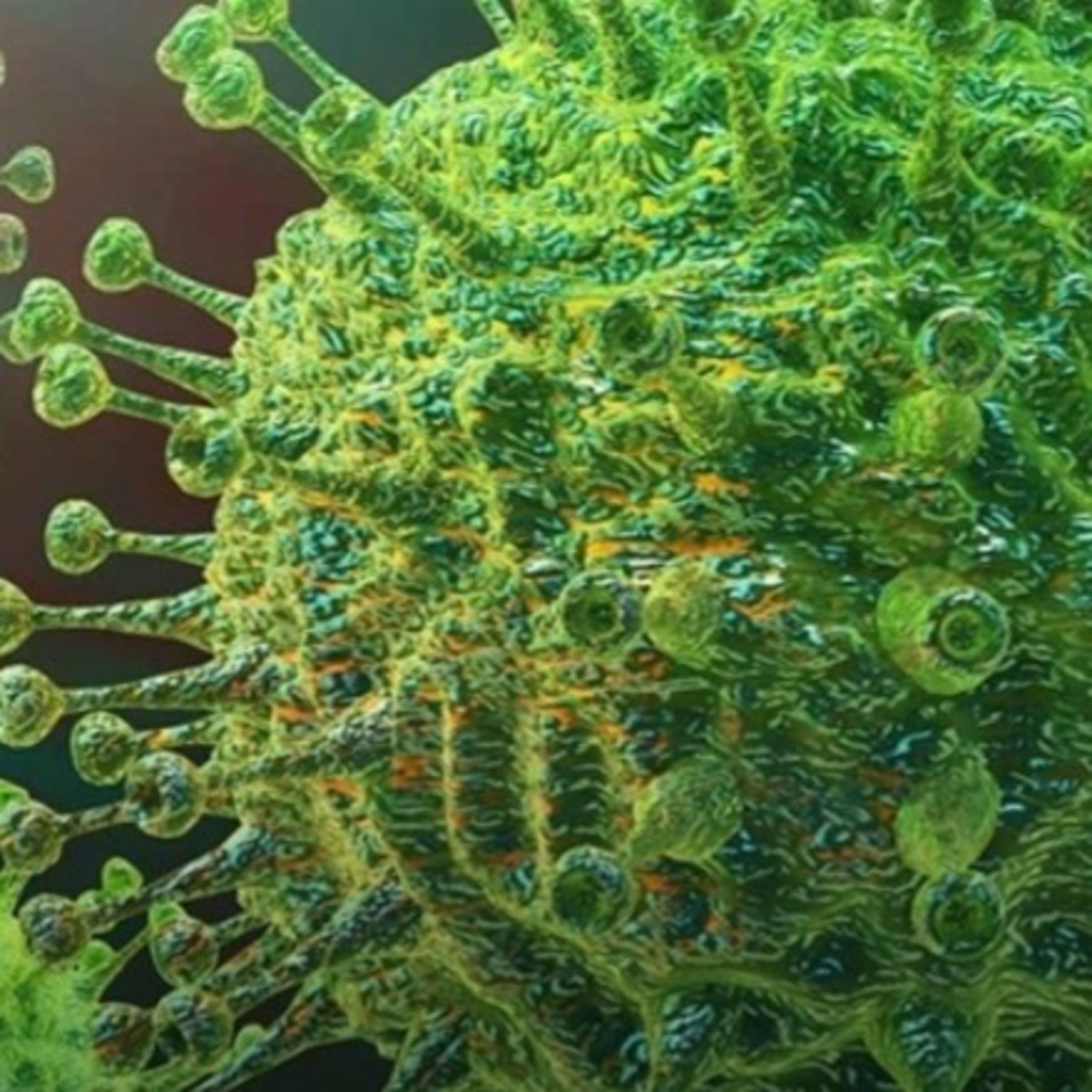 Biomaca