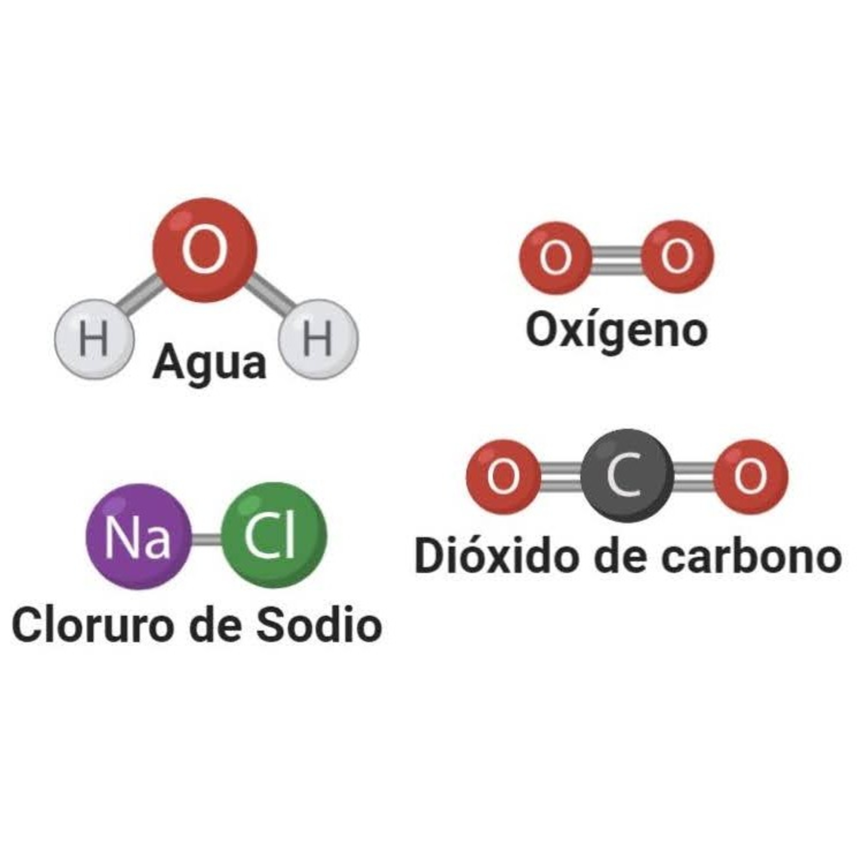 Biomaca