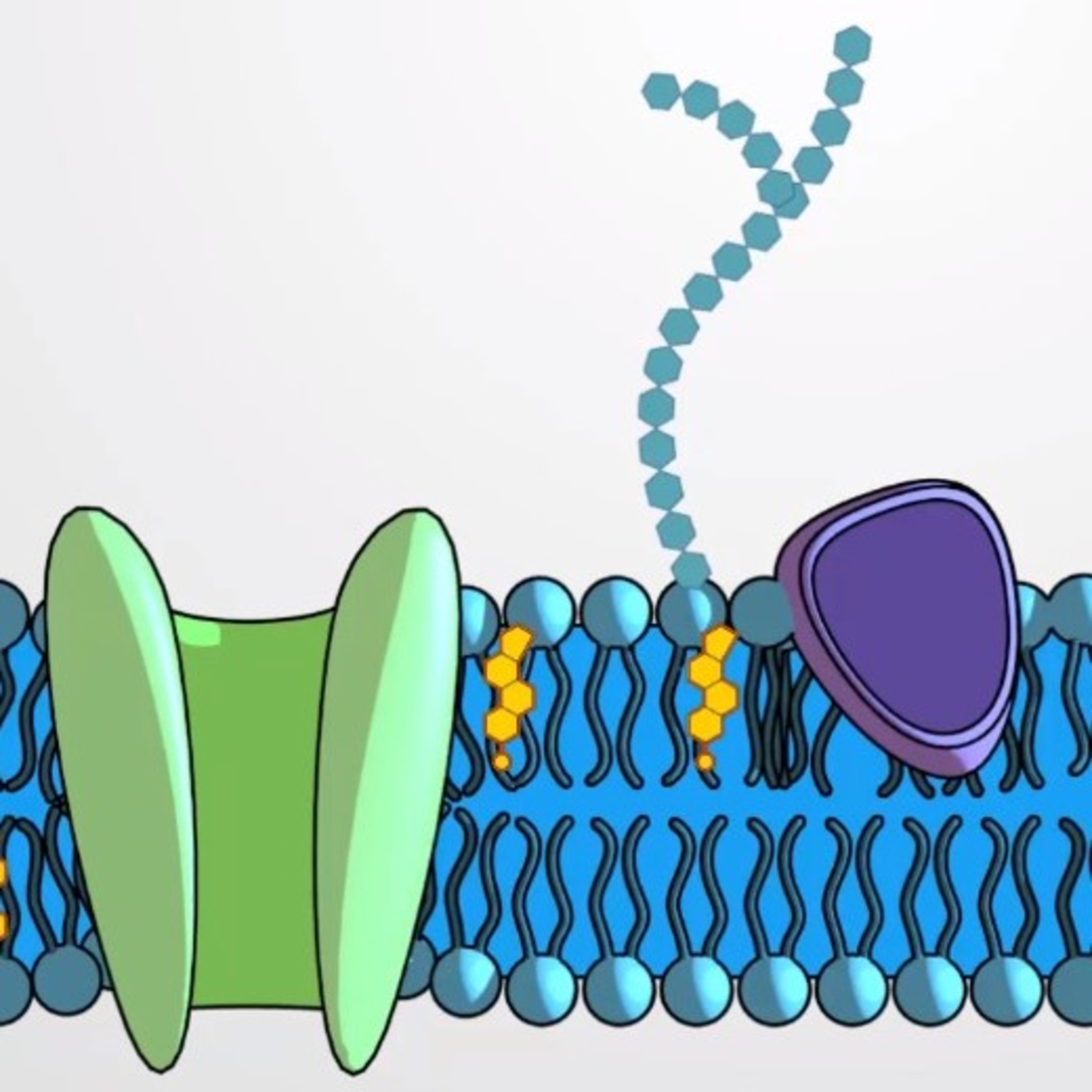 Biomaca