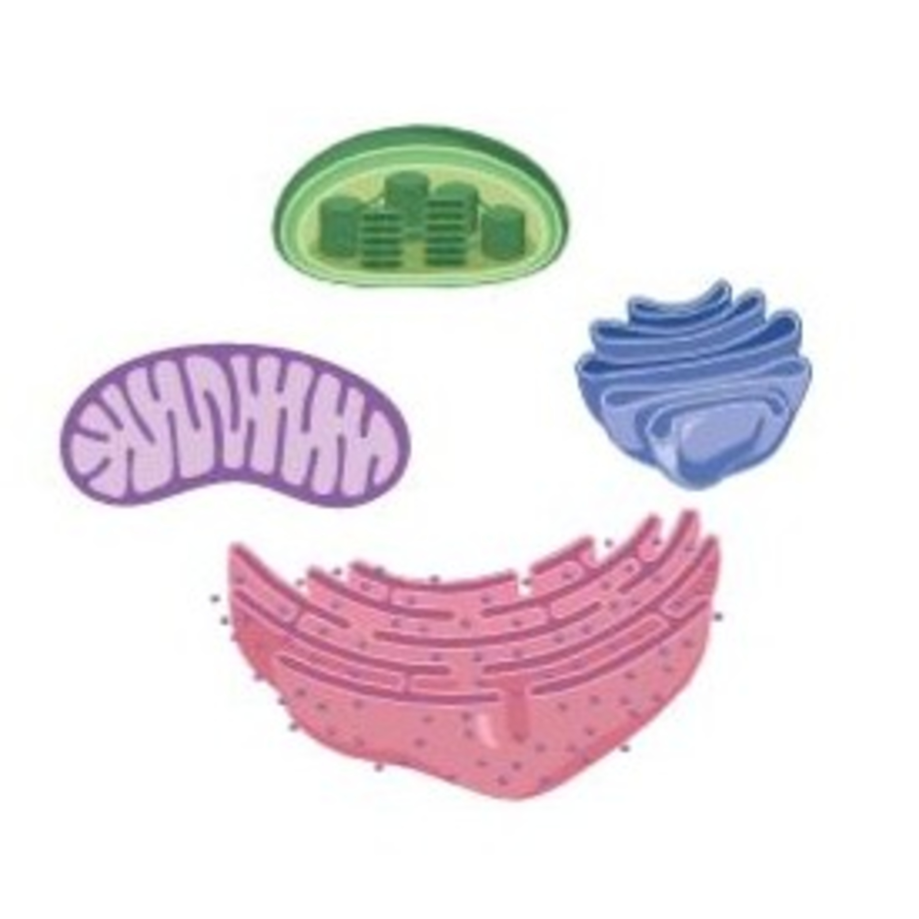 Biomaca