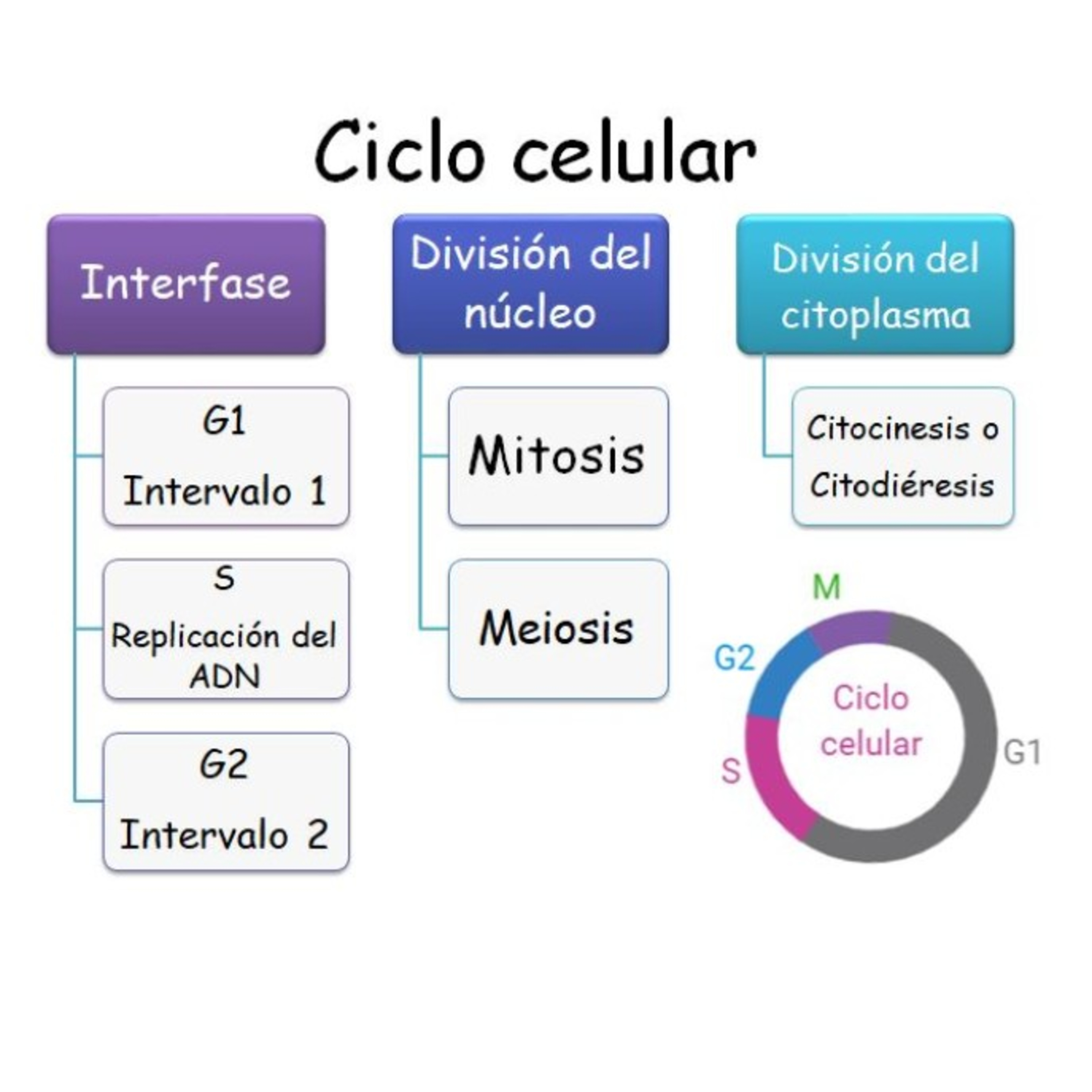 Biomaca