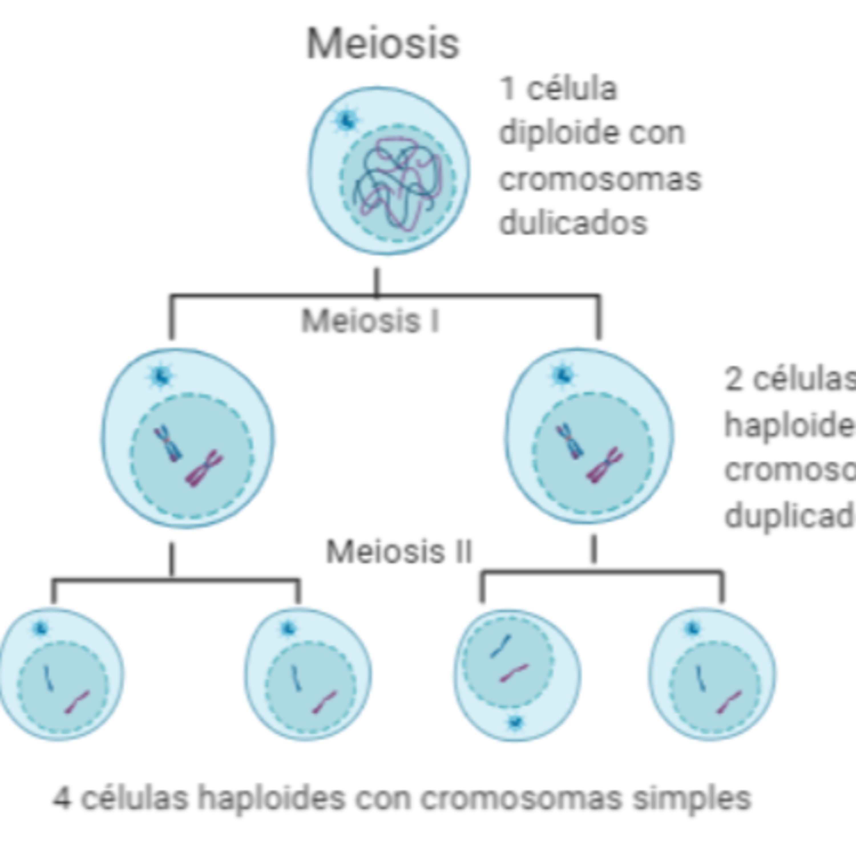 Biomaca