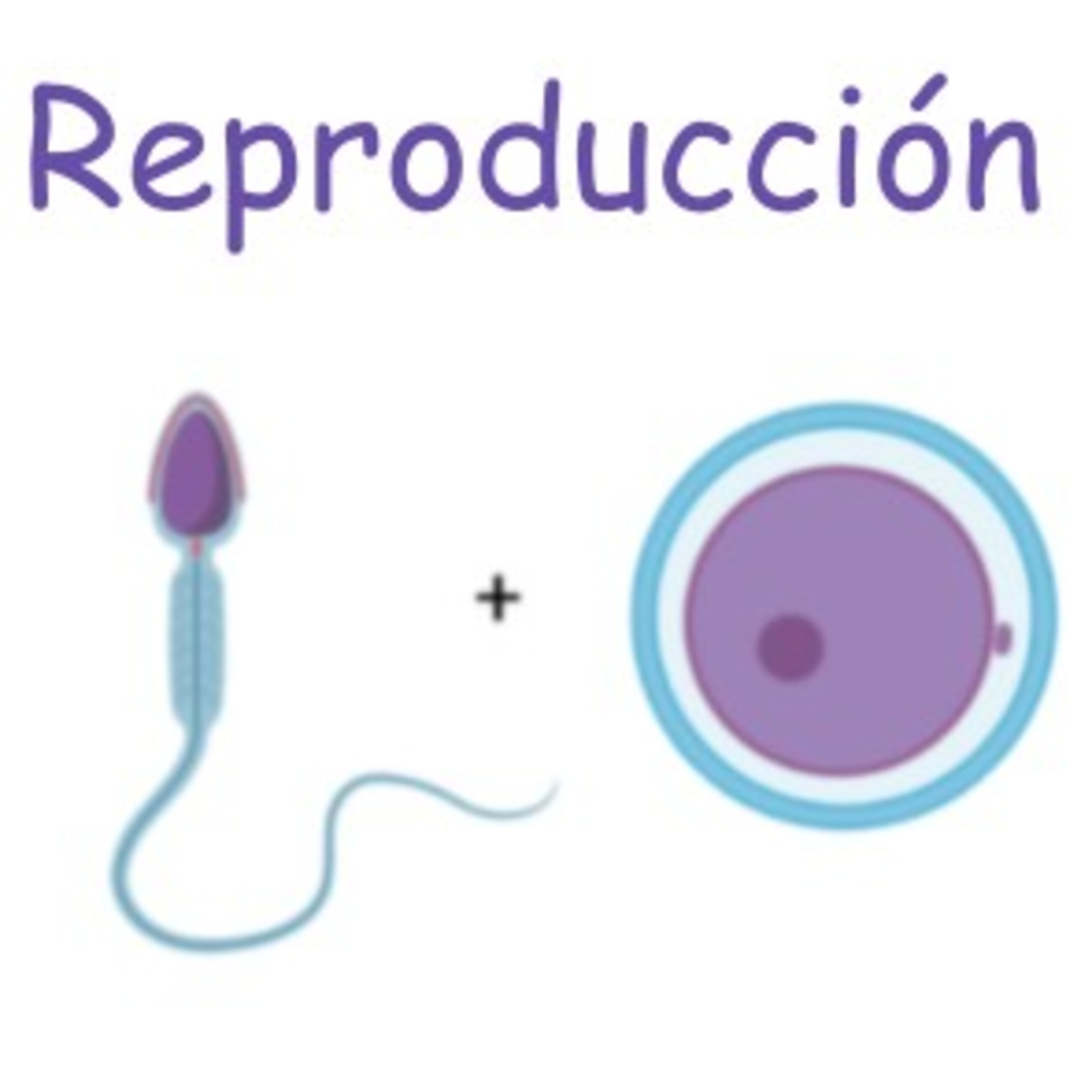Biomaca
