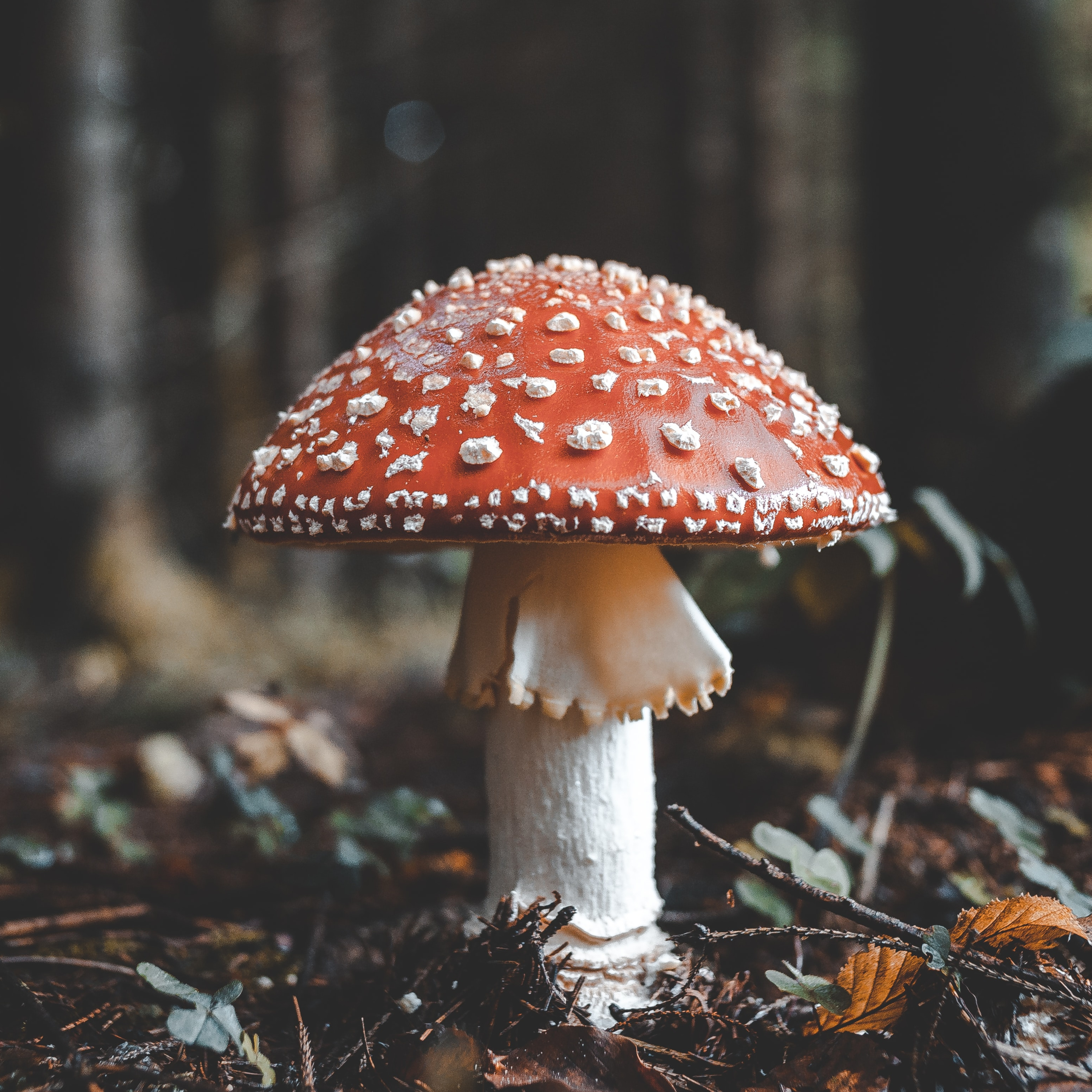 Psychologie in der Tiefe: Geist, Selbsterkenntnis und Wandel