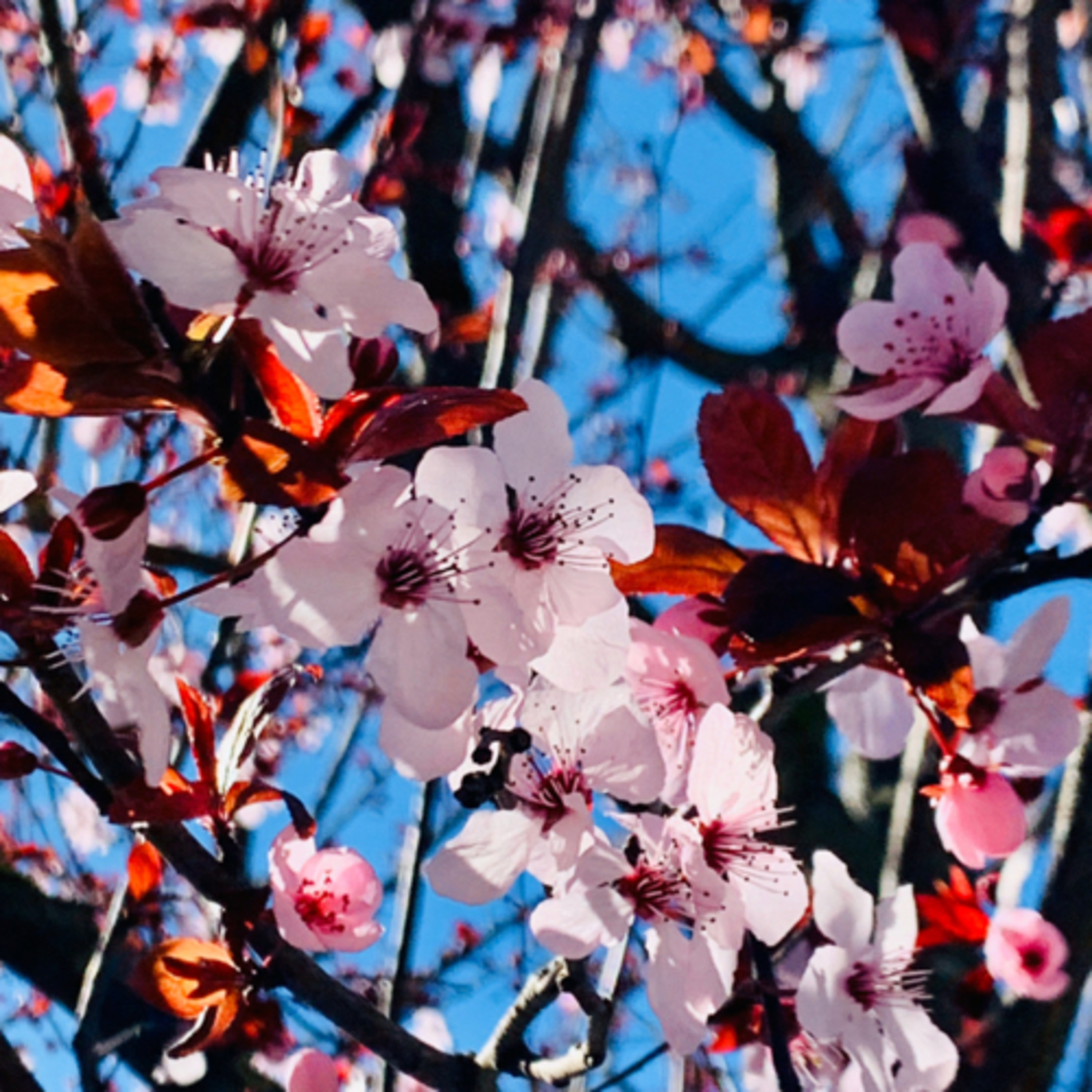 Ep. 15 - How to Become Enlightened