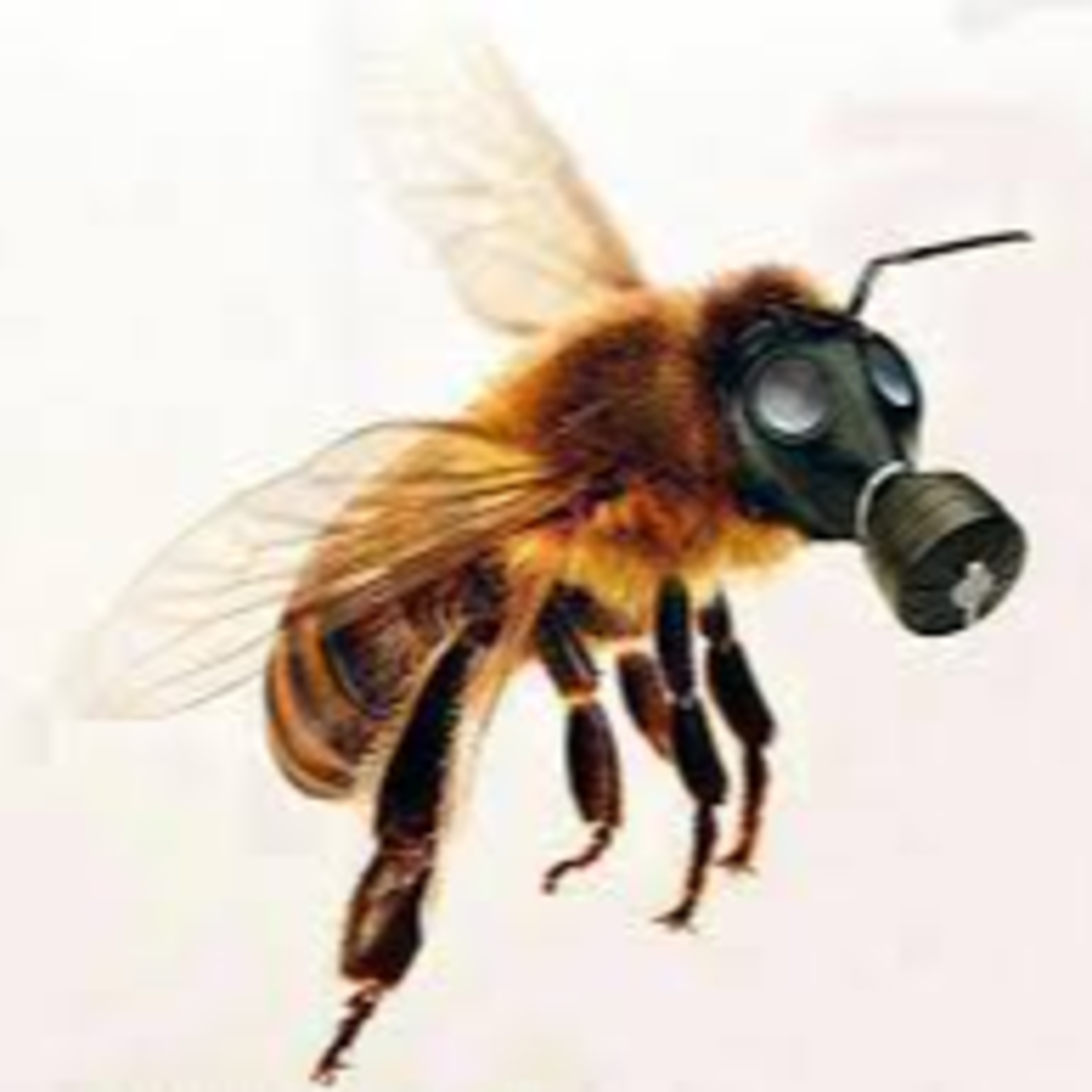 RESCATISTA DE ABEJAS un trabajo poco conocido y apoyado...