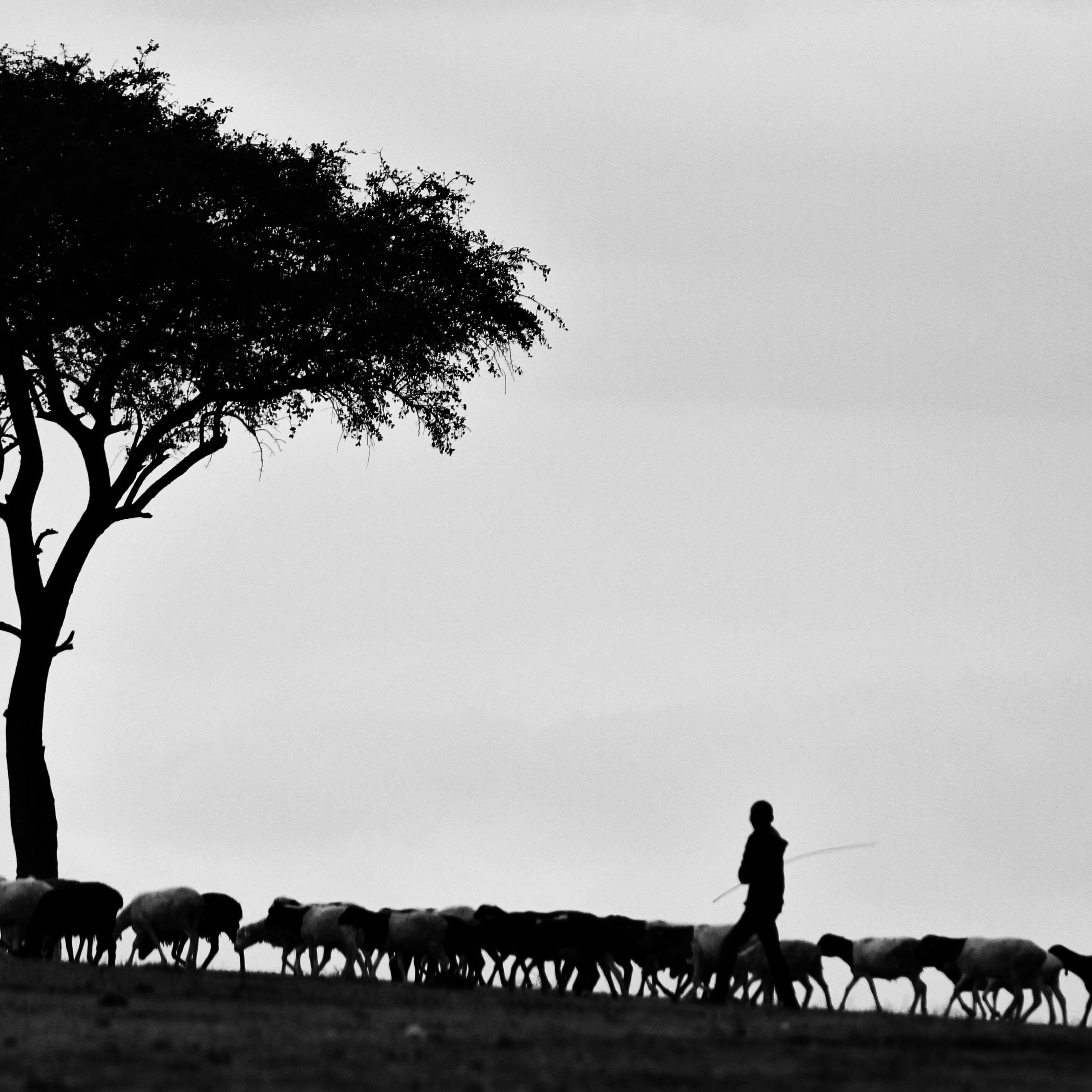 The Shepherd Knows the Sheep - The Congregation at Prayer for May 1, 2020