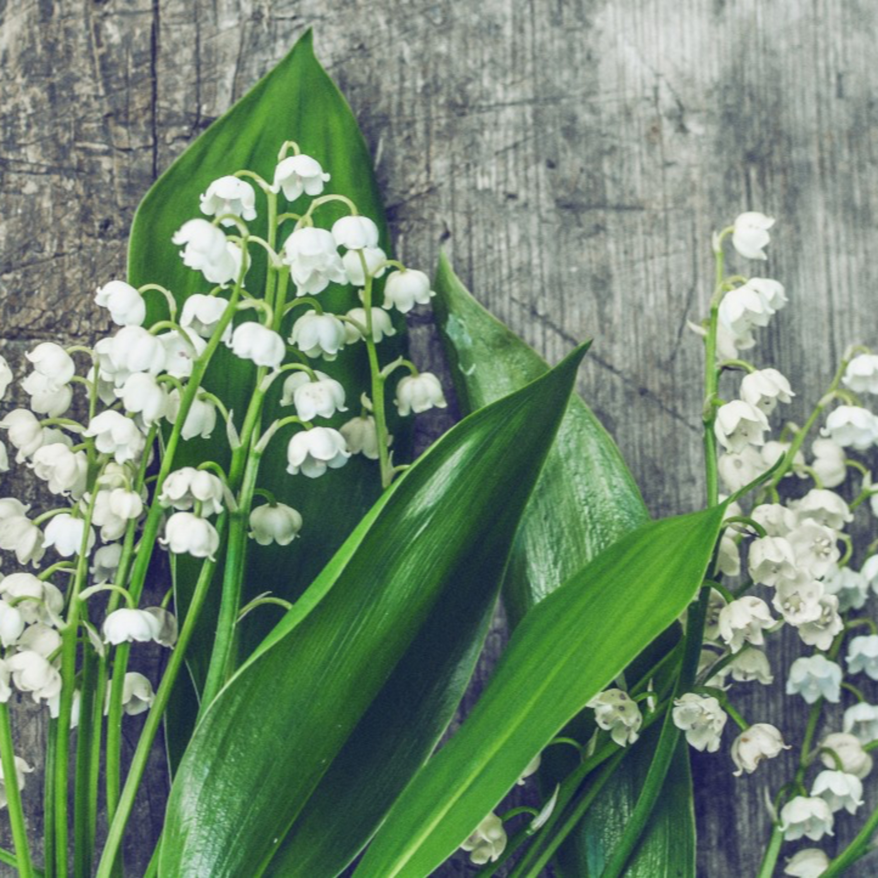 Lay Up For Yourselves Treasure in Heaven - The Congregation at Prayer for June 17, 2020