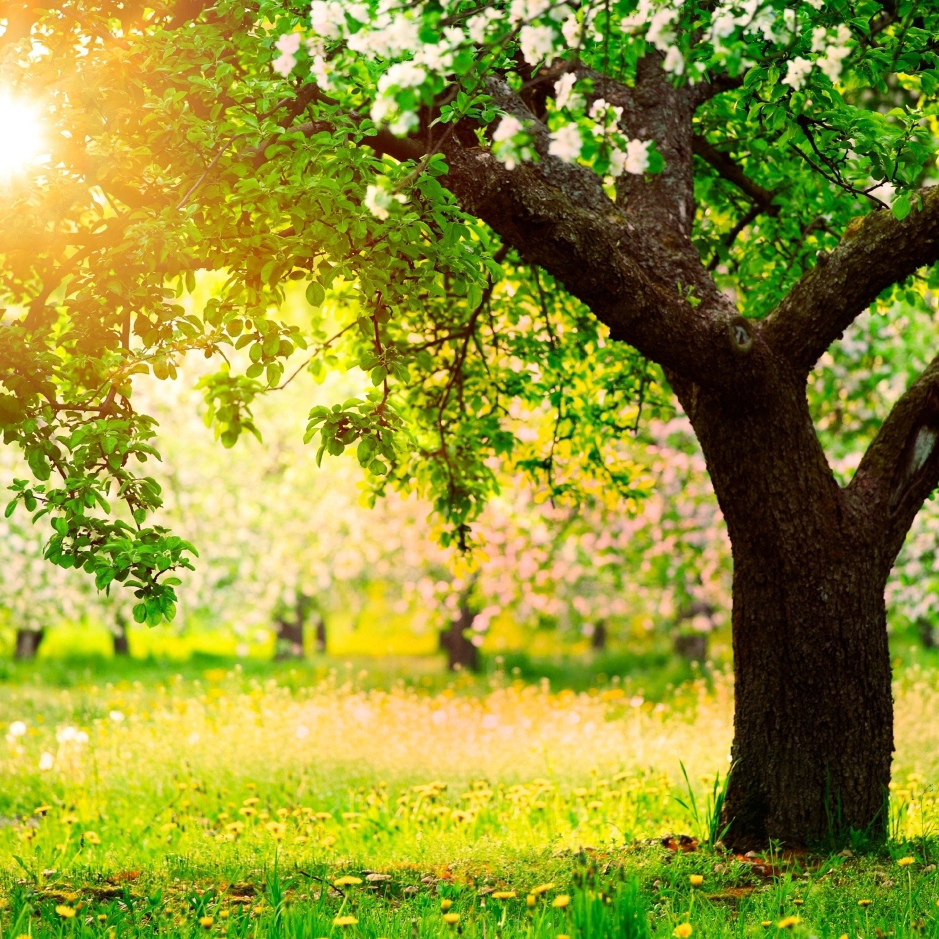 A Tree Is Known by Its Fruit – Matthew 12:33-50