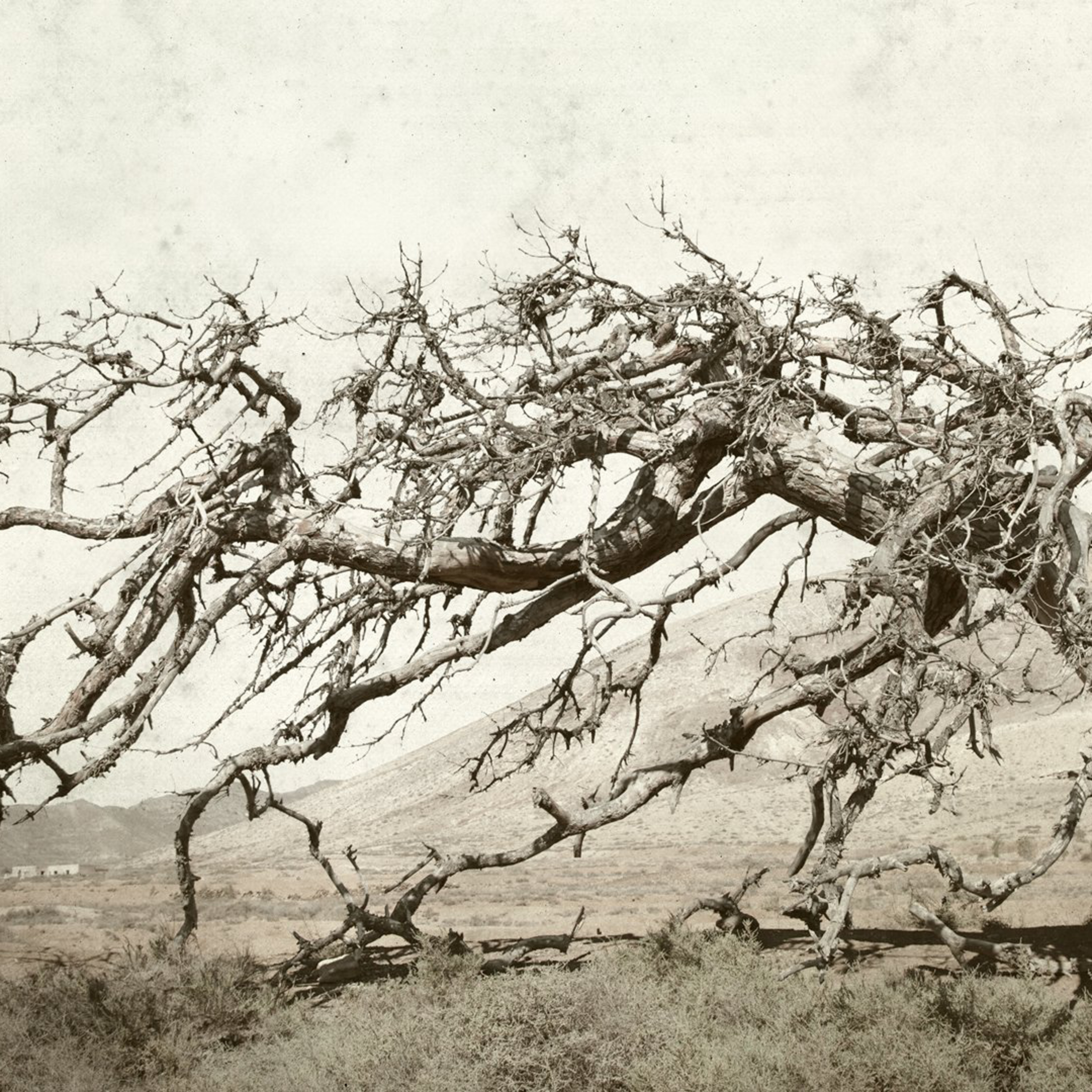 The Fruitless Fig Tree - The Congregation at Prayer for August 12, 2020