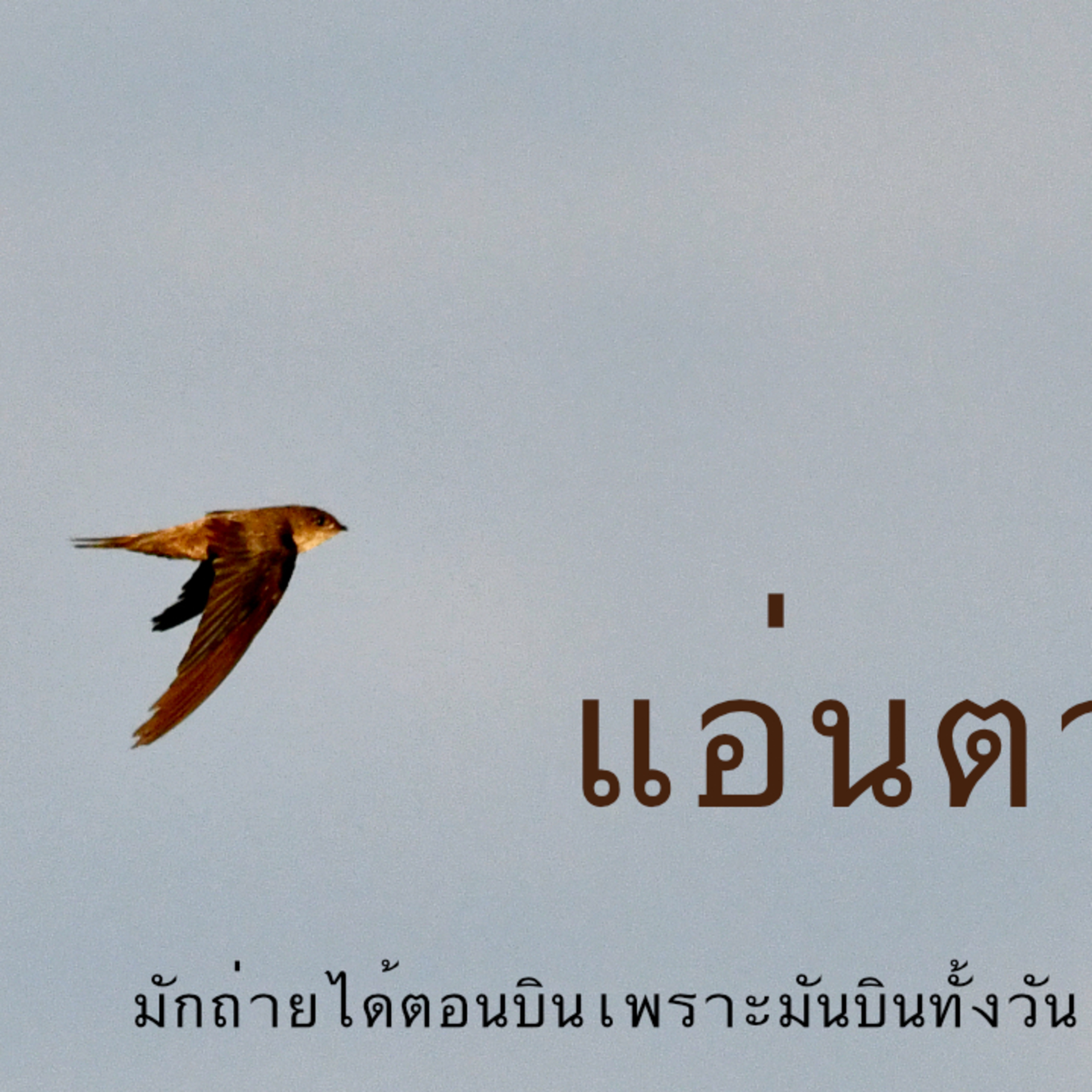 นกแอ่นตาล episode artwork