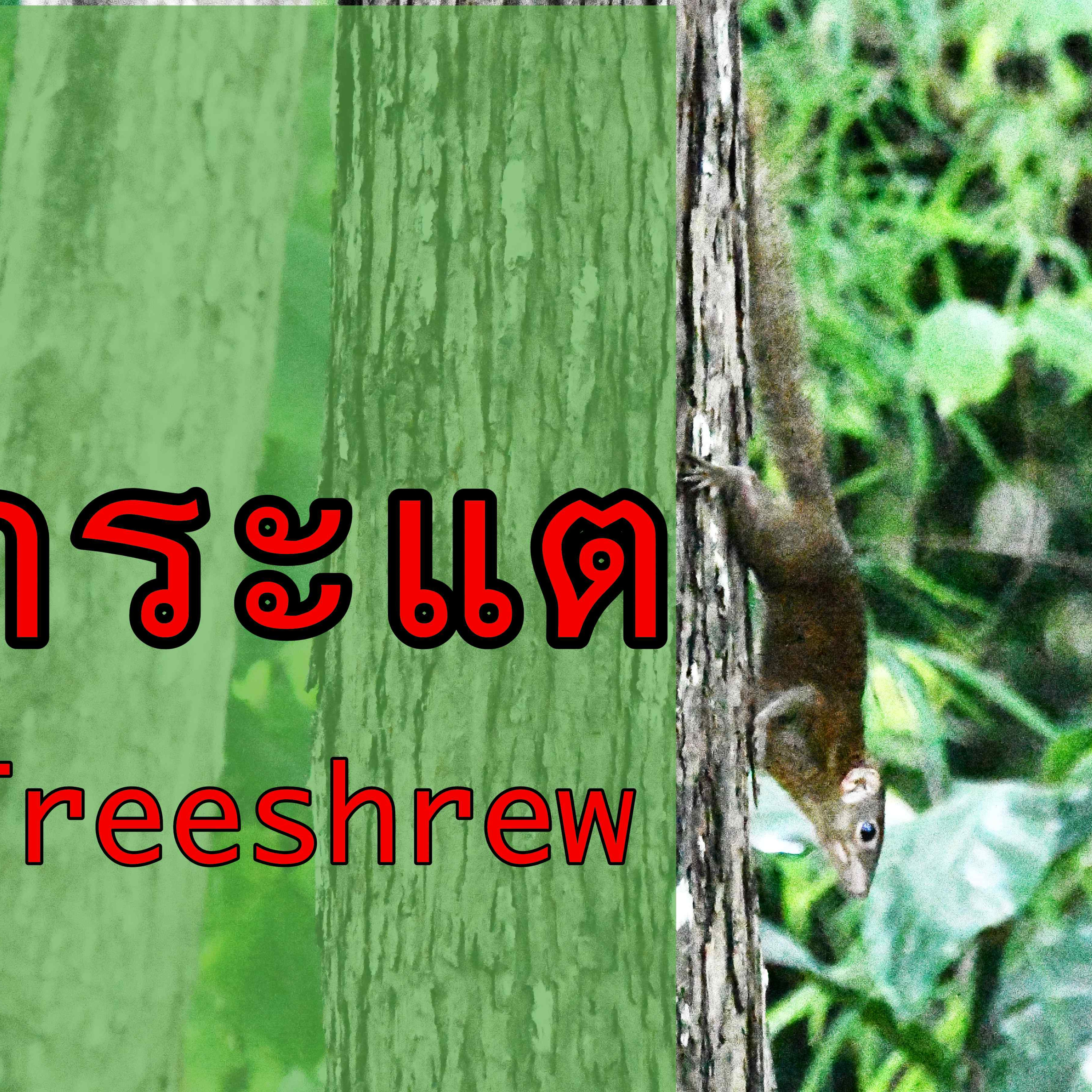 กระแต episode artwork